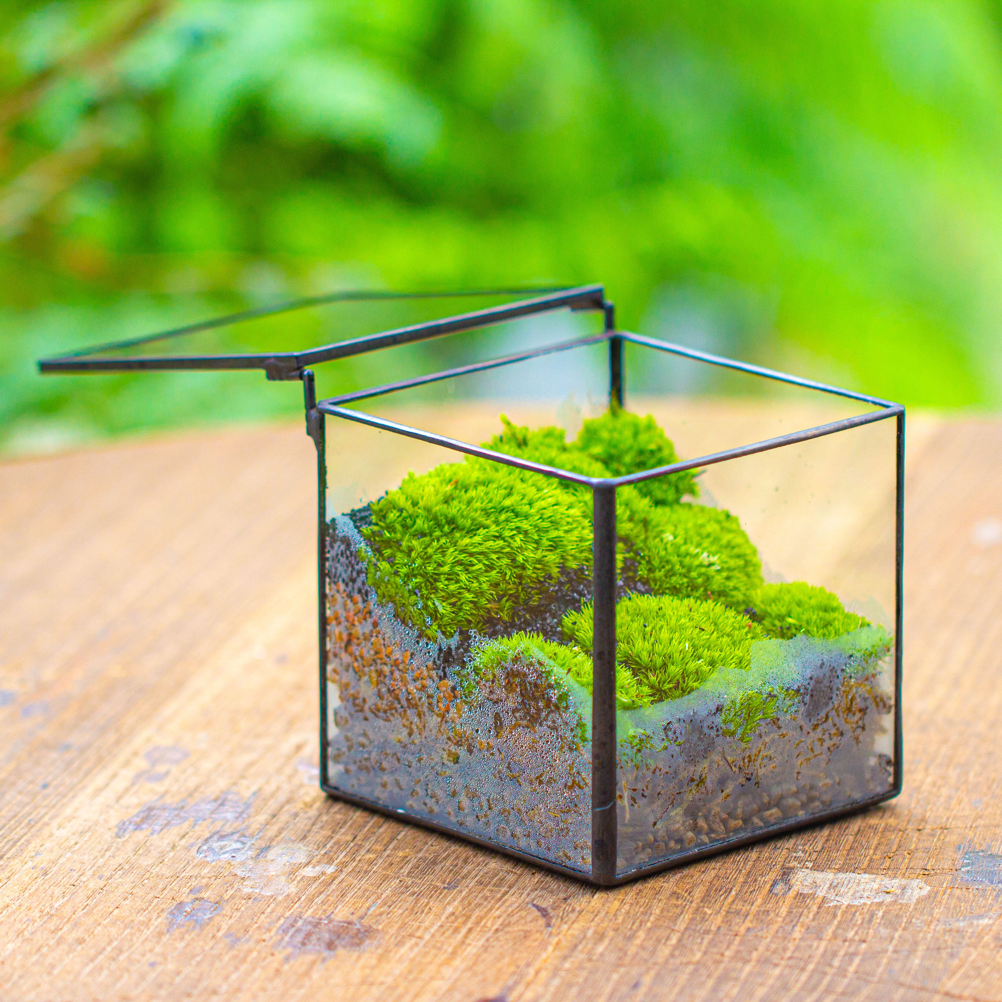 Cube Mini 4 inches Moss Geometric Glass Terrarium DIY Set