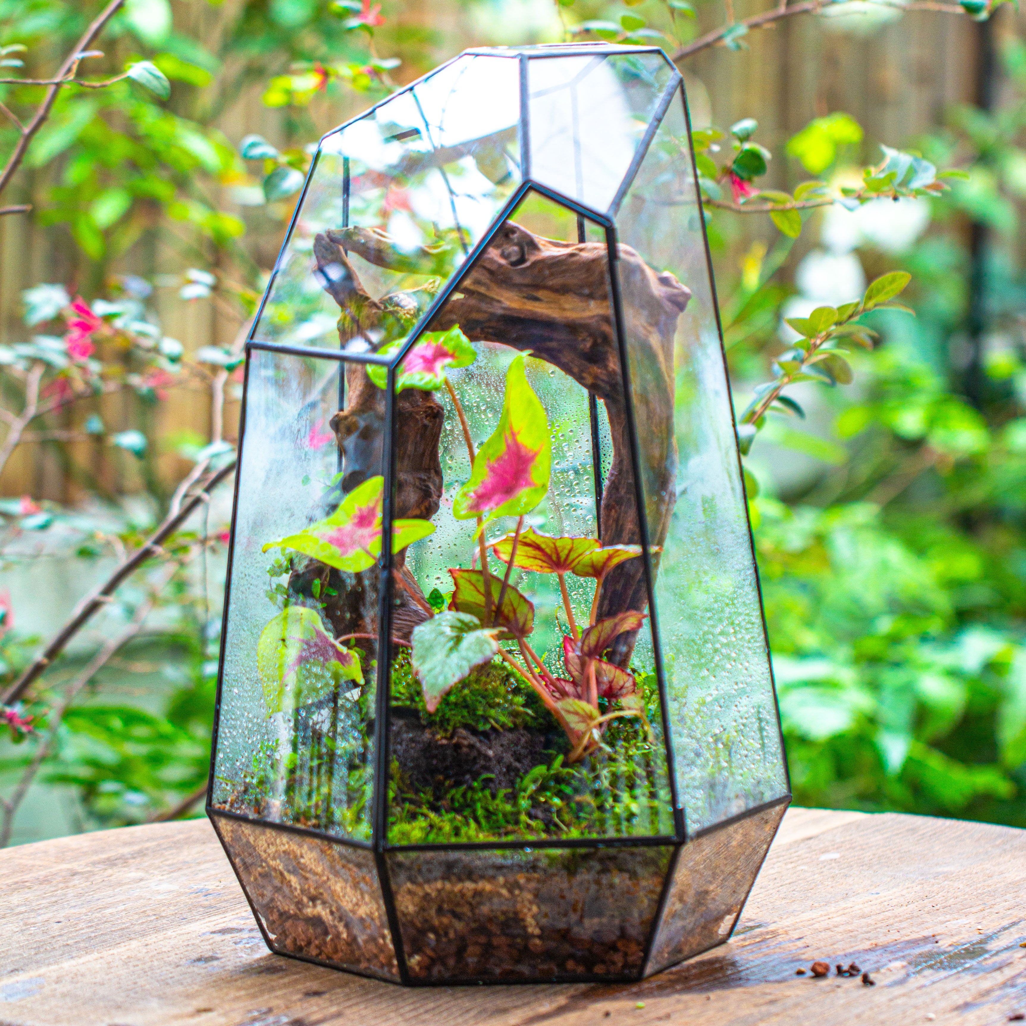 16.1" Large Irregular Geometric Glass Terrarium, Close, Tin soldered, for moss, tropical plants, micro landscape