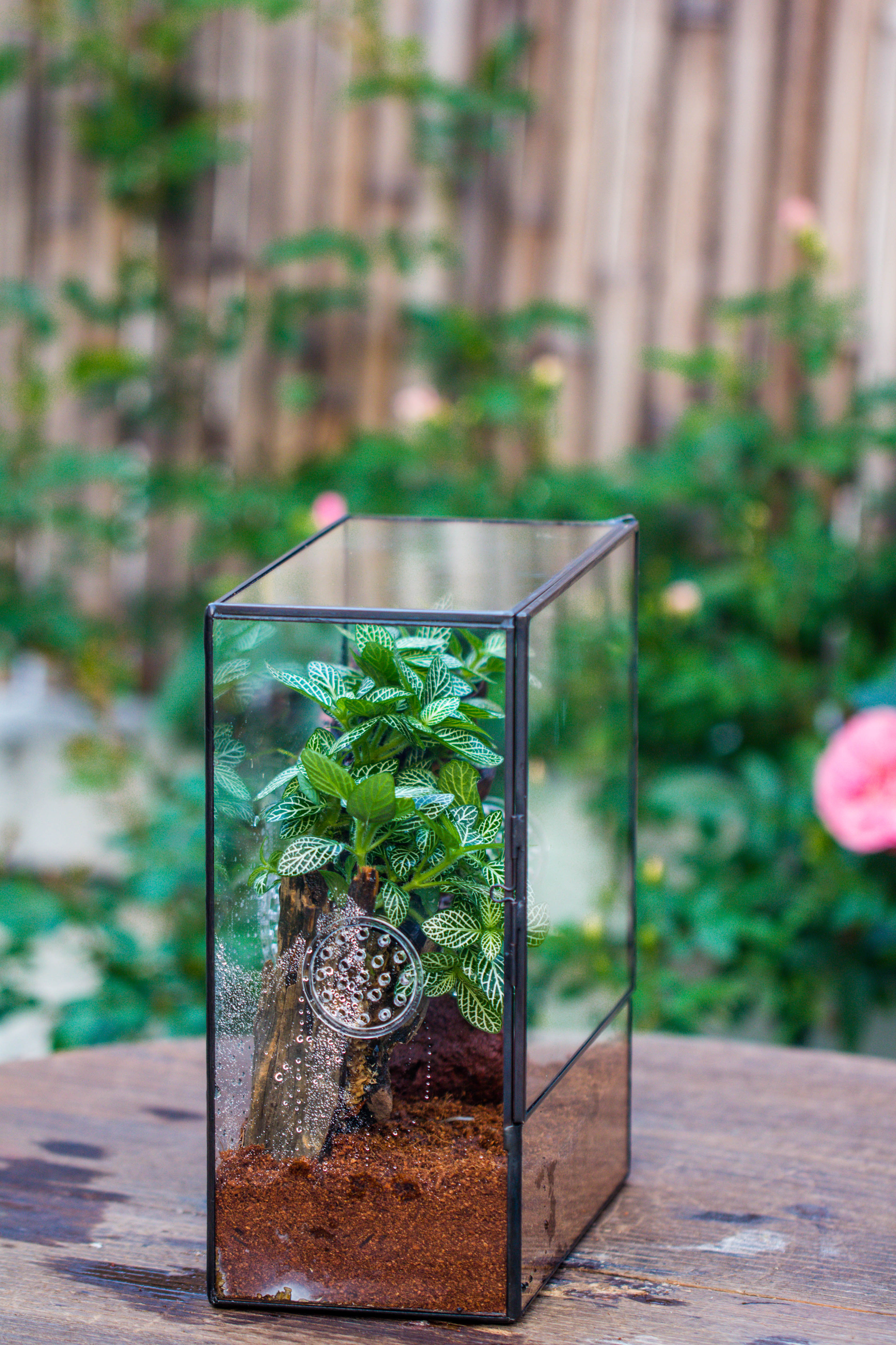 Close Geometric Glass Tin Terrarium with 3 Vents , 8x10" with side door, for insects, snail , spider, micro landscape  -with warm light set - NCYPgarden