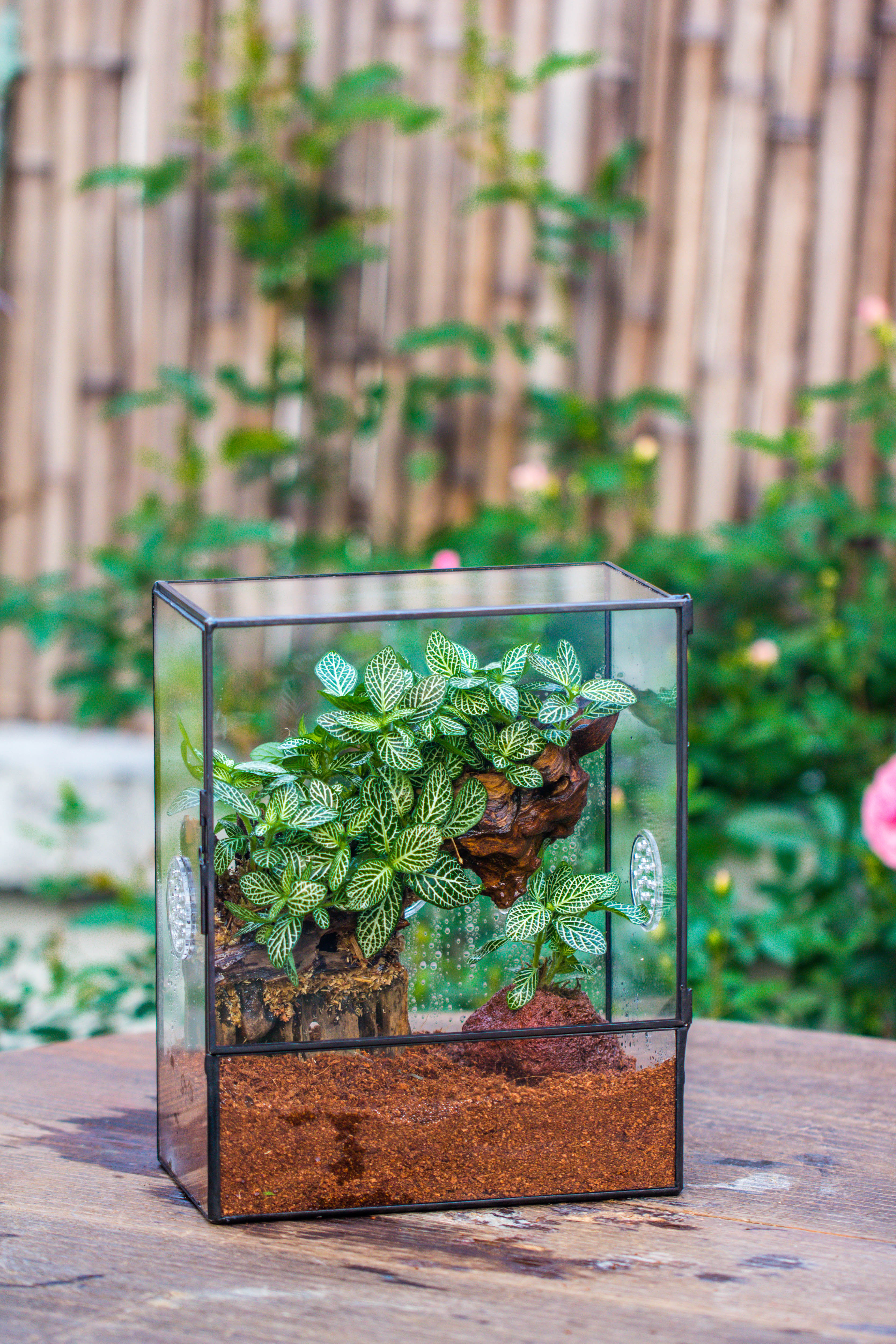 Close Geometric Glass Tin Terrarium with 3 Vents , 8x10" with side door, for insects, snail , spider, micro landscape  -with white light set - NCYPgarden