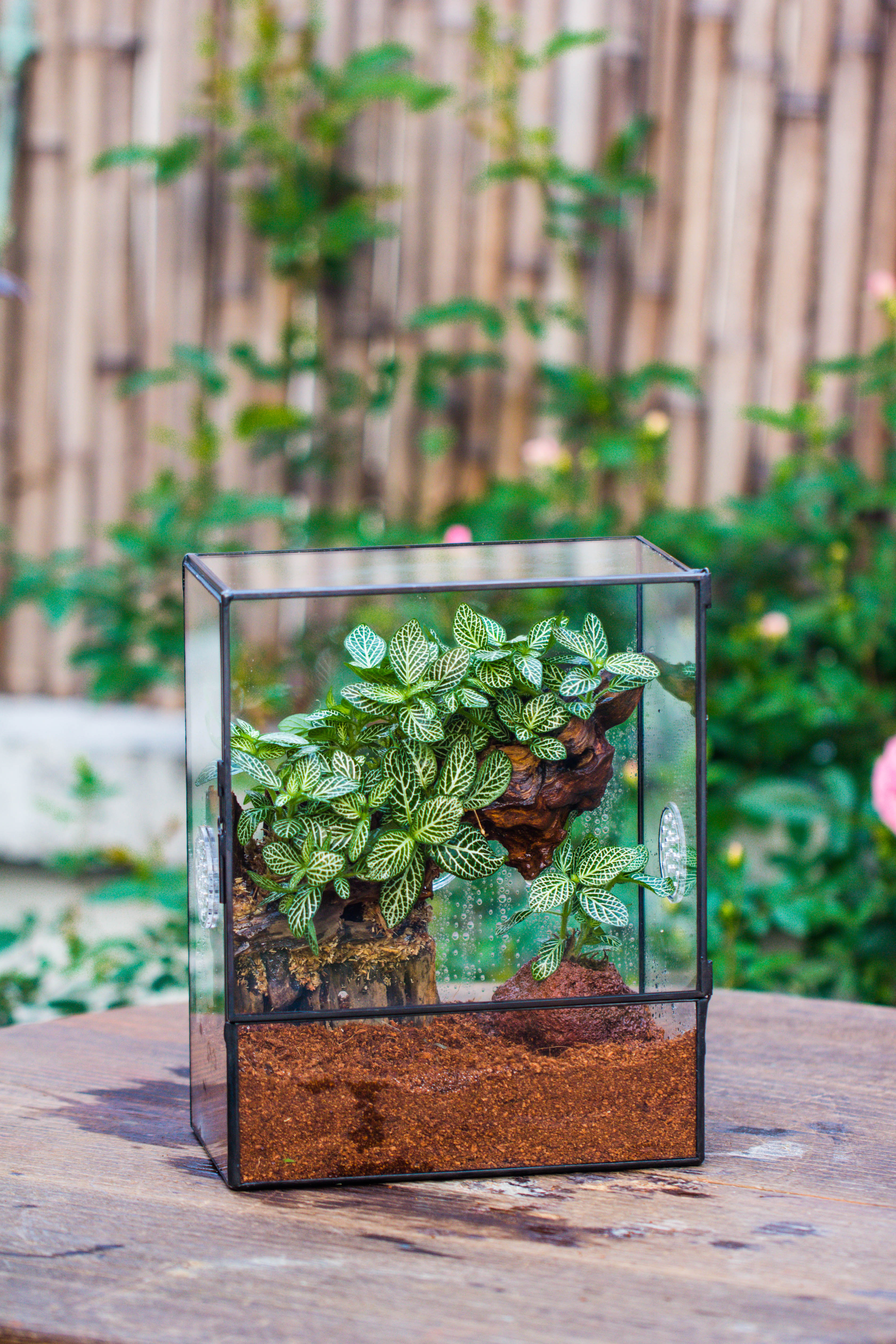 Close Geometric Glass Tin Terrarium with 3 Vents , 8x10" with side door, for insects, snail , spider, micro landscape  -with white light set - NCYPgarden