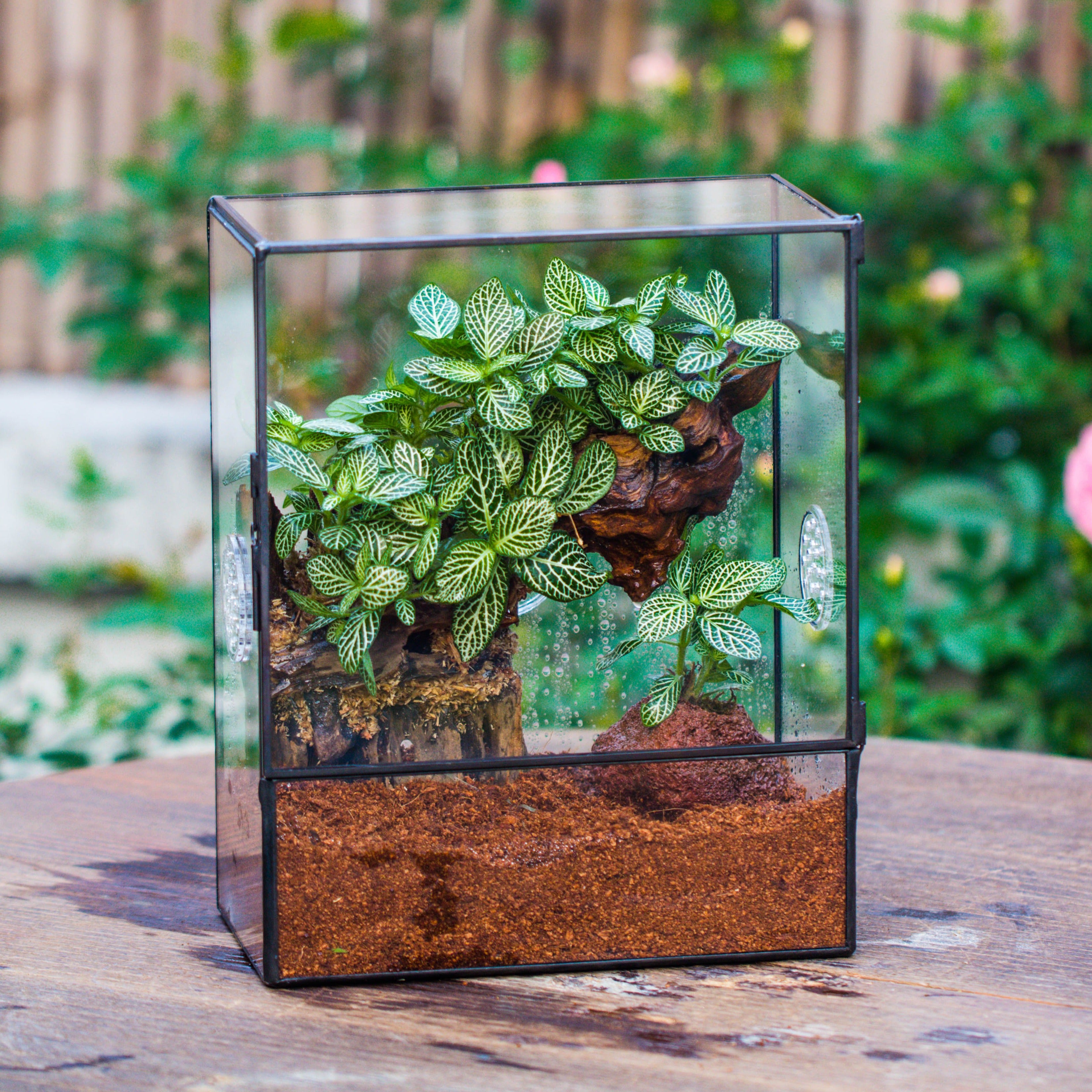 Close Geometric Glass Tin Terrarium with 3 Vents , 8x10" with side door, for insects, snail , spider, micro landscape  -with warm light set - NCYPgarden