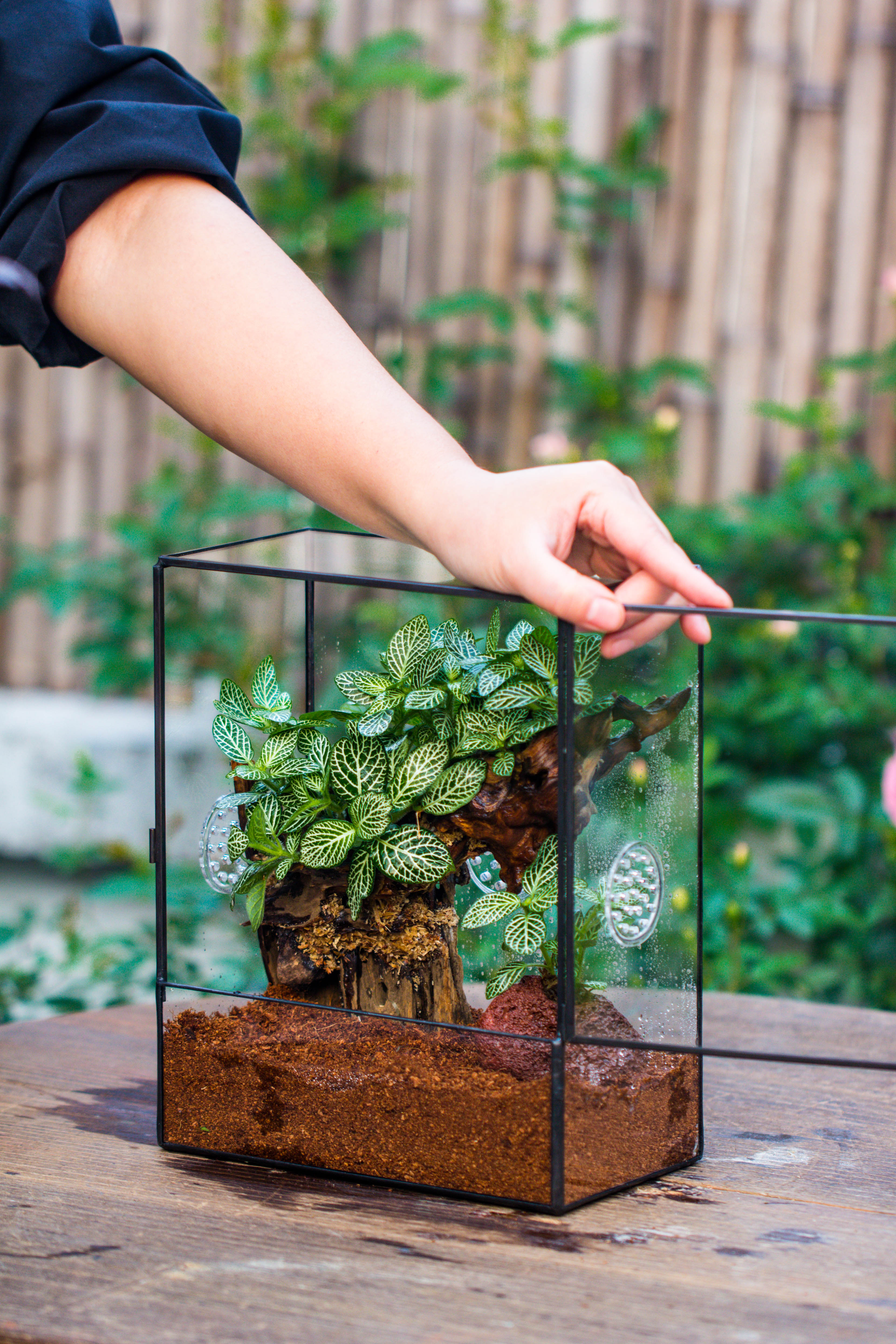 Close Geometric Glass Tin Terrarium with 3 Vents , 8x10" with side door, for insects, snail , spider, micro landscape  -with warm light set - NCYPgarden