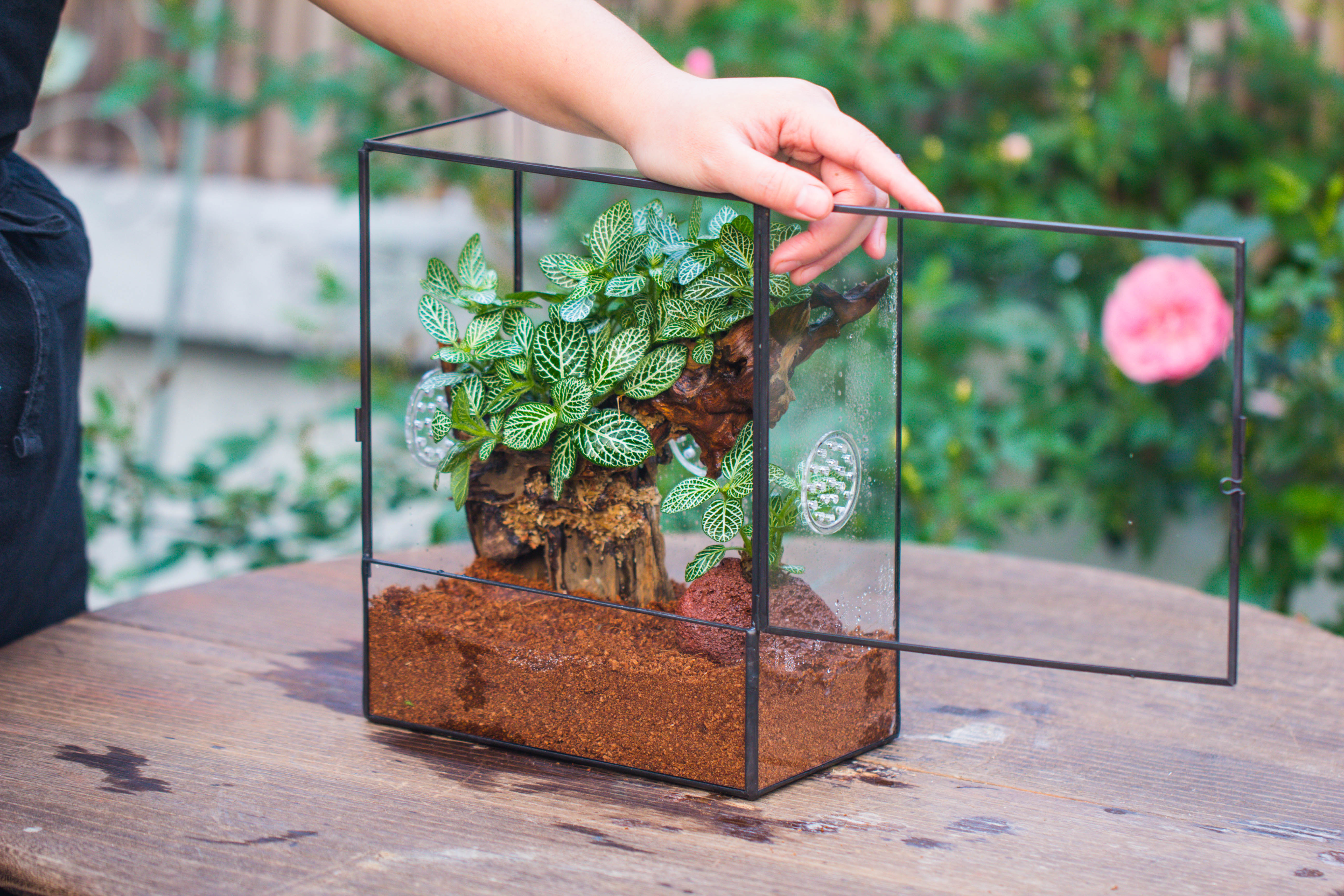 Close Geometric Glass Tin Terrarium with 3 Vents , 8x10" with side door, for insects, snail , spider, micro landscape  -with white light set - NCYPgarden