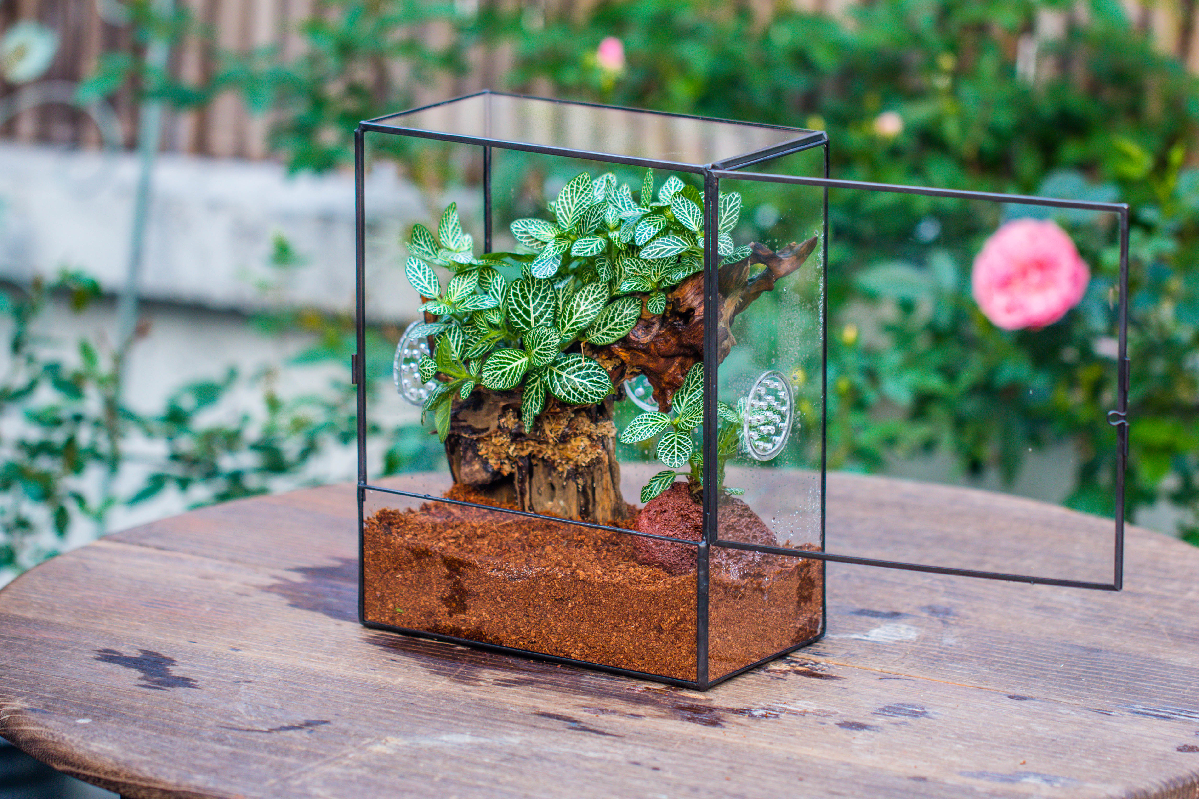 Close Geometric Glass Tin Terrarium with 3 Vents , 8x10" with side door, for insects, snail , spider, micro landscape  -with warm light set - NCYPgarden