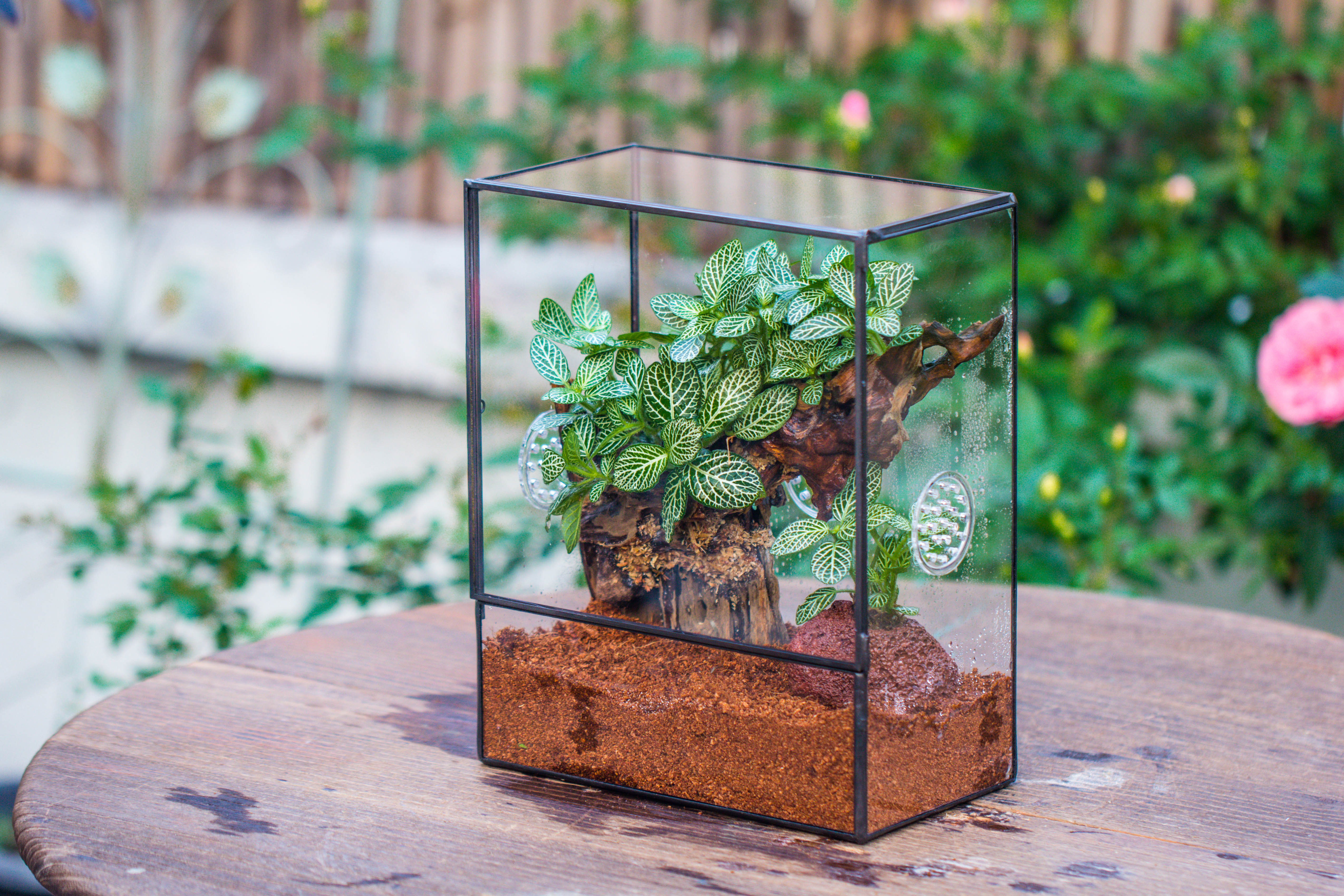 Close Geometric Glass Tin Terrarium with 3 Vents , 8x10" with side door, for insects, snail , spider, micro landscape  -with white light set - NCYPgarden