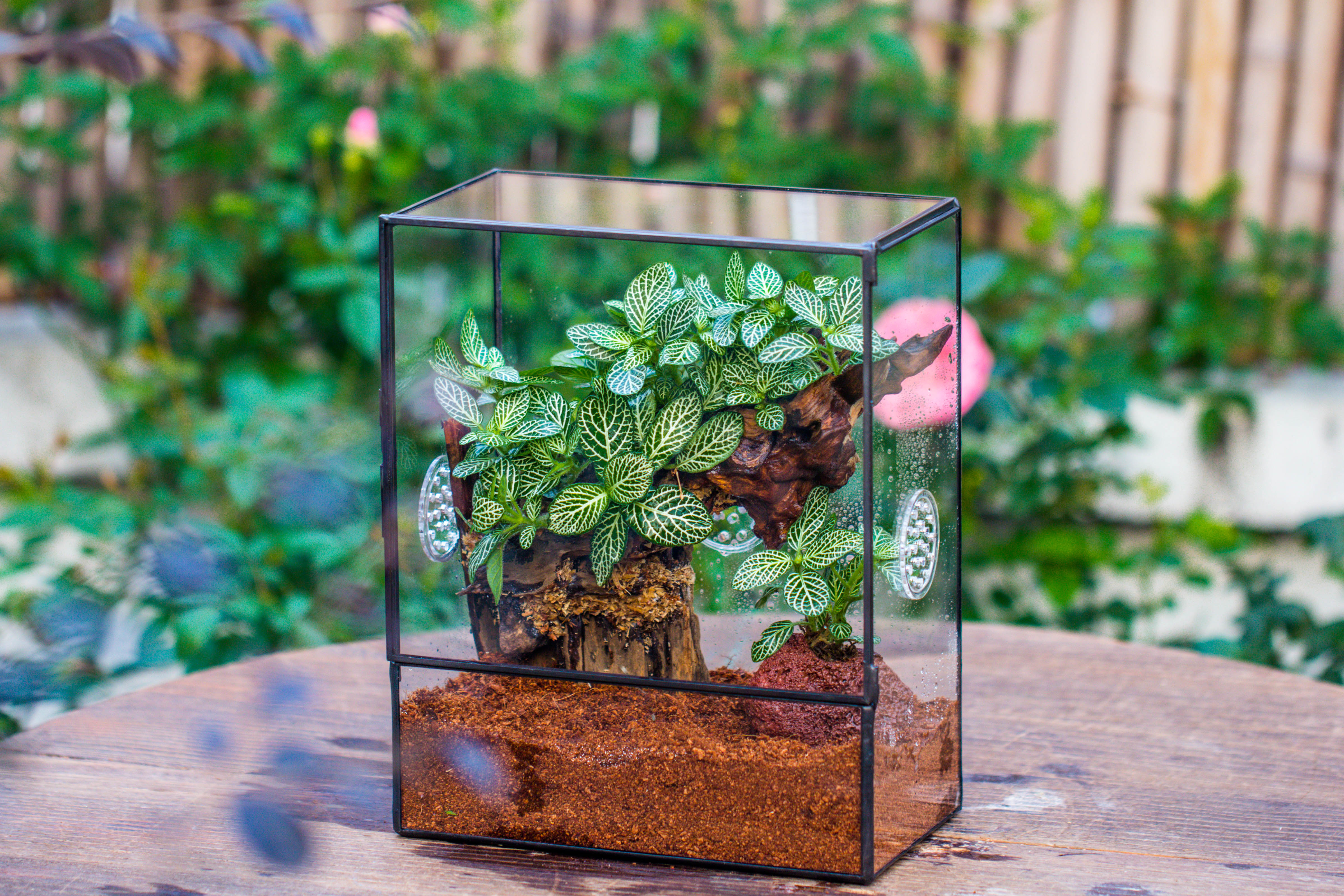 Close Geometric Glass Tin Terrarium with 3 Vents , 8x10" with side door, for insects, snail , spider, micro landscape  -with warm light set - NCYPgarden