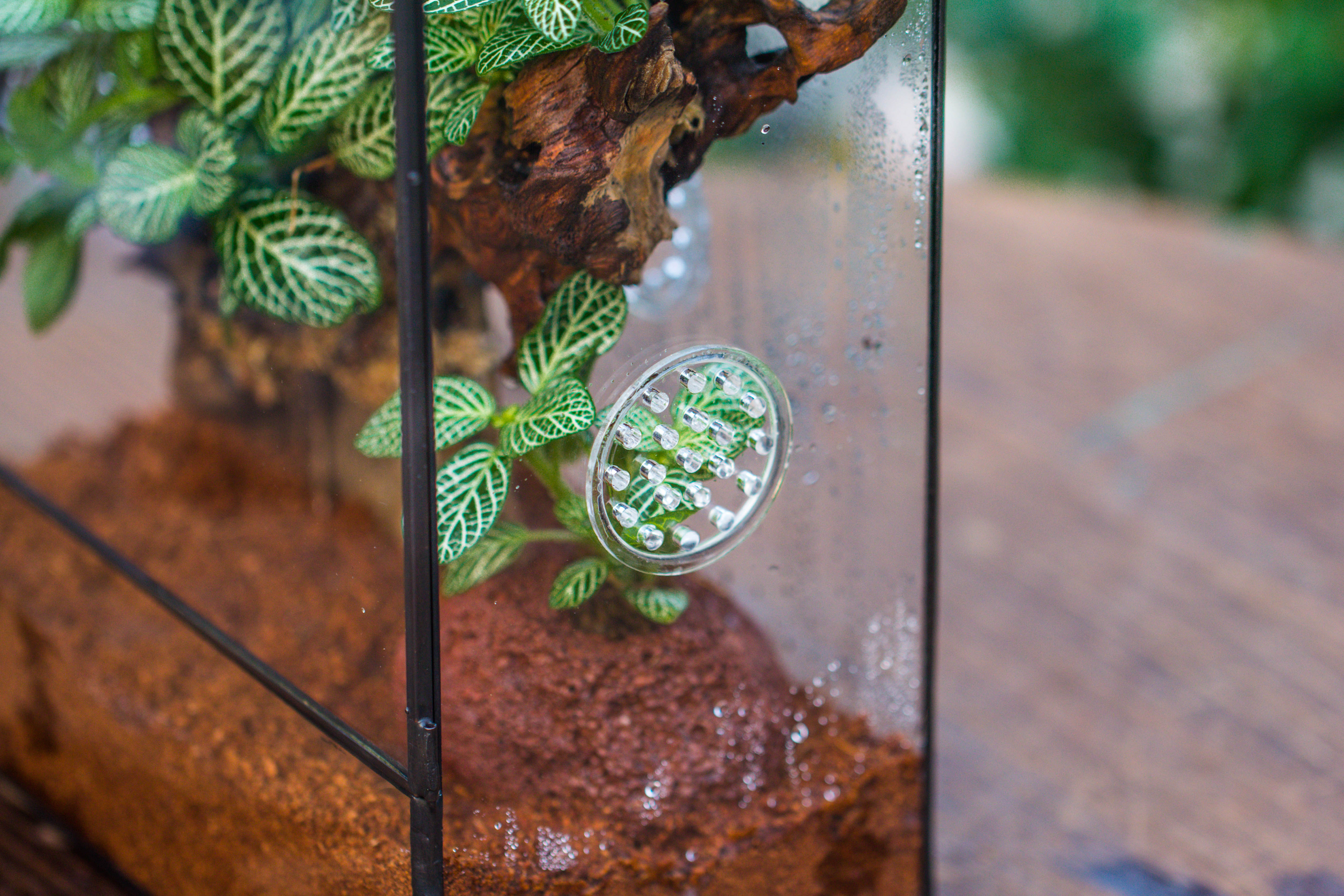 Close Geometric Glass Tin Terrarium with 3 Vents , 8x10" with side door, for insects, snail , spider, micro landscape  -with warm light set - NCYPgarden