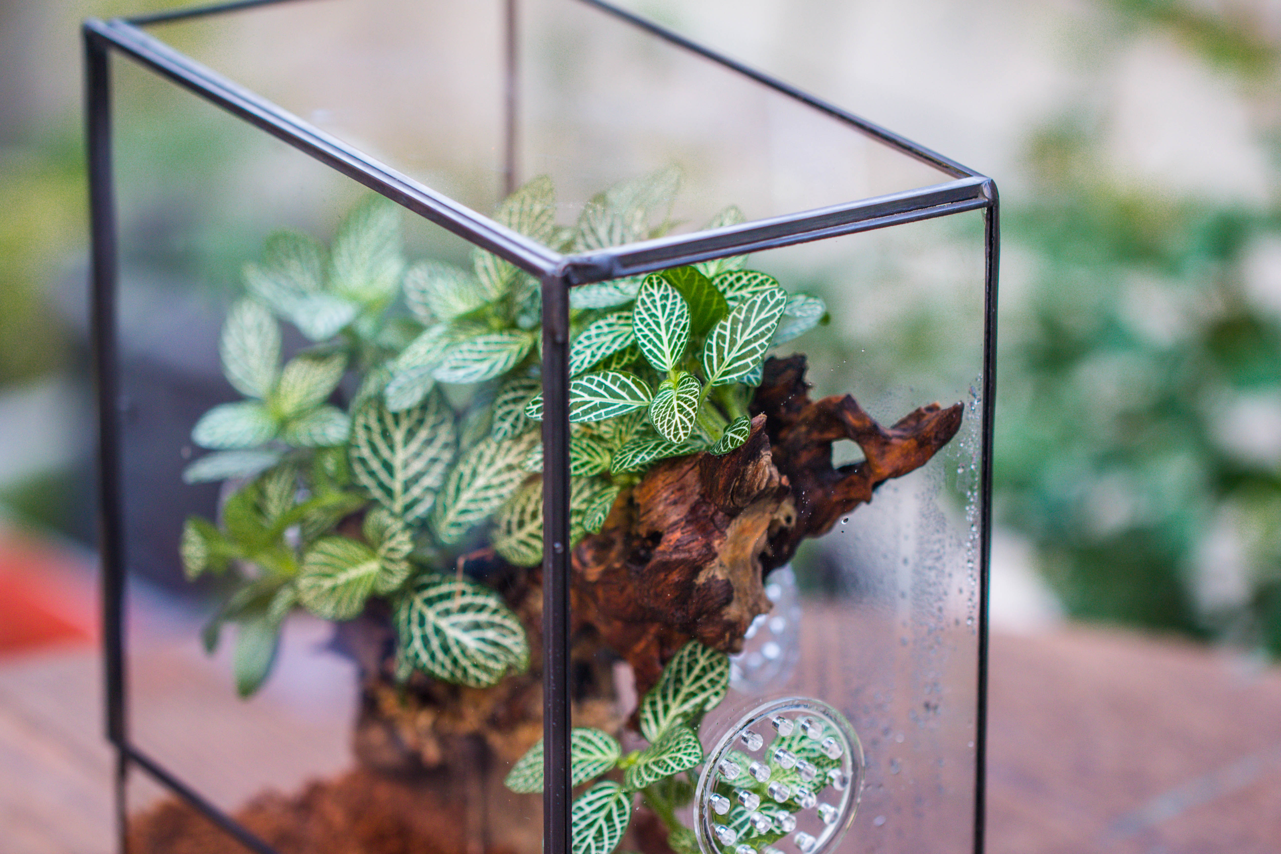 Close Geometric Glass Tin Terrarium with 3 Vents , 8x10" with side door, for insects, snail , spider, micro landscape  -with white light set - NCYPgarden