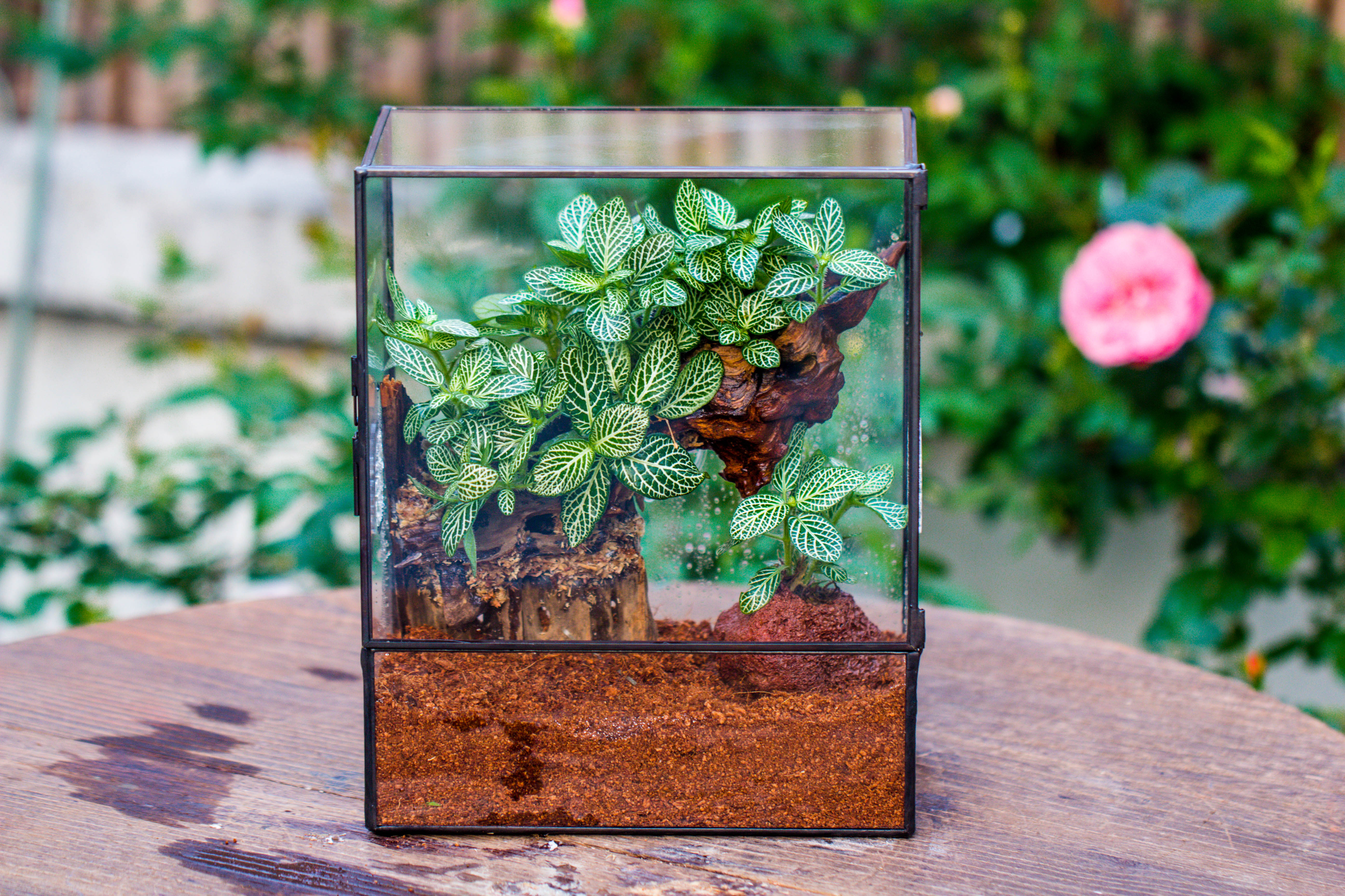 Close Geometric Glass Tin Terrarium with 3 Vents , 8x10" with side door, for insects, snail , spider, micro landscape  -with white light set - NCYPgarden