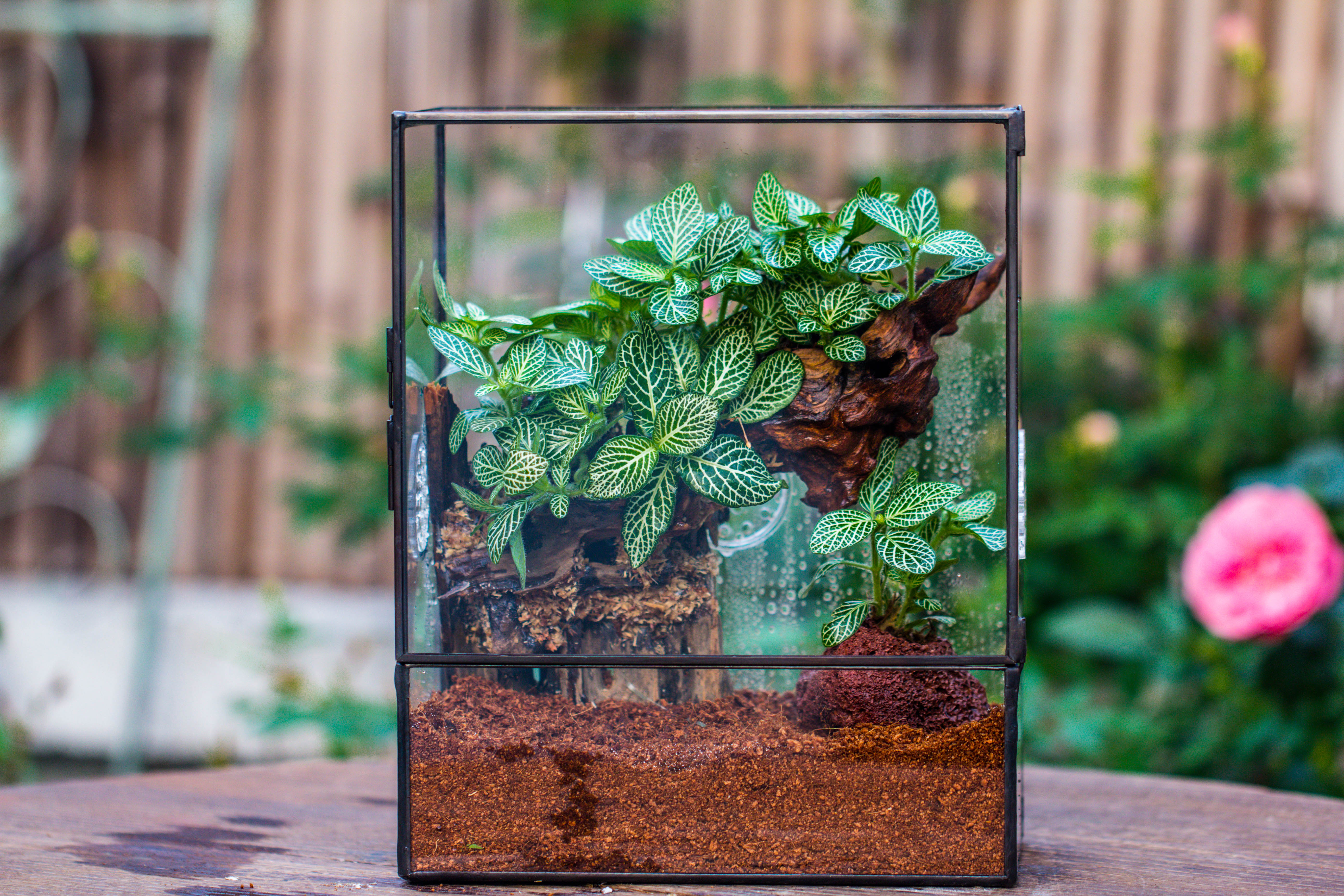 Close Geometric Glass Tin Terrarium with 3 Vents , 8x10" with side door, for insects, snail , spider, micro landscape  -with warm light set - NCYPgarden