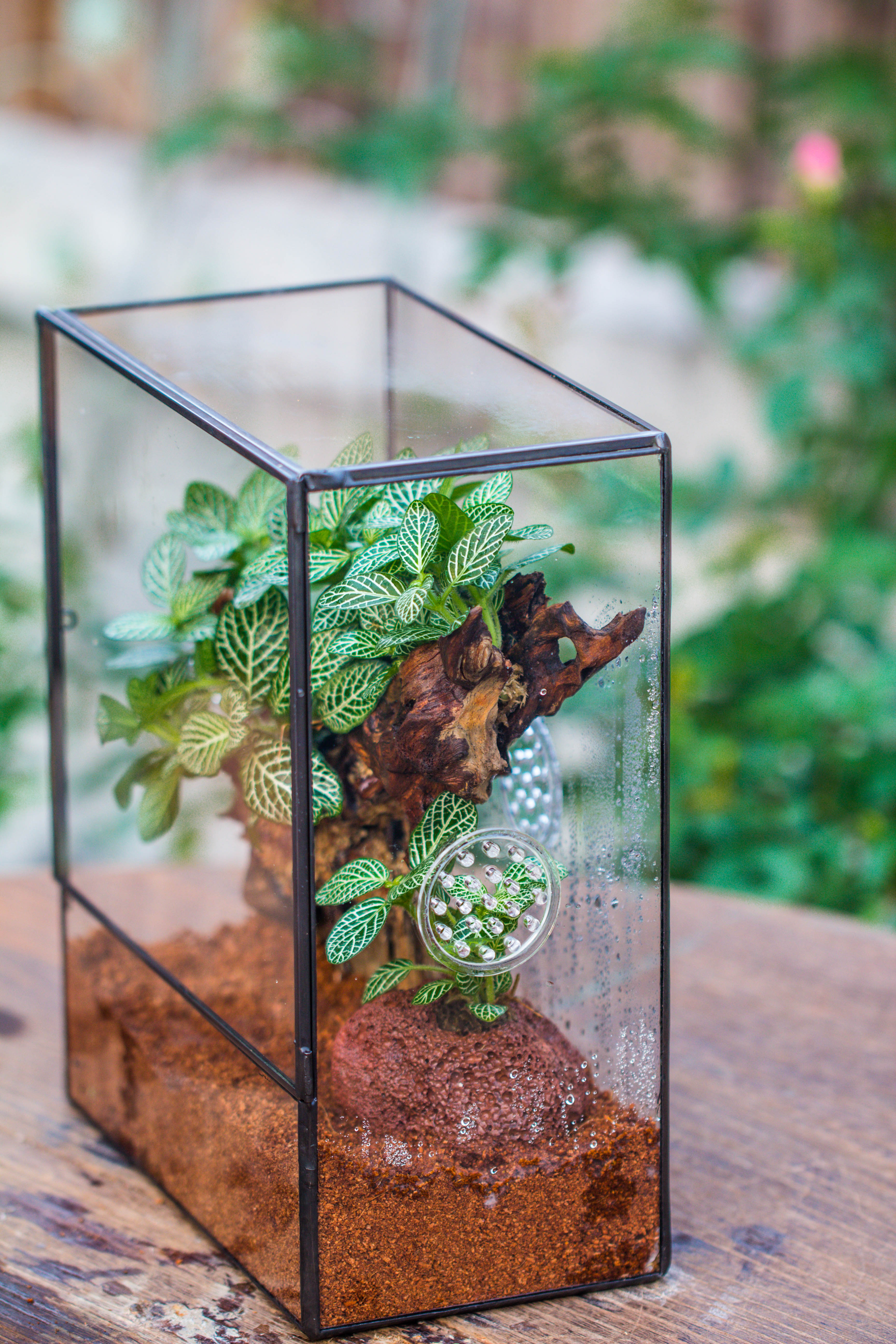 Close Geometric Glass Tin Terrarium with 3 Vents , 8x10" with side door, for insects, snail , spider, micro landscape  -with warm light set - NCYPgarden