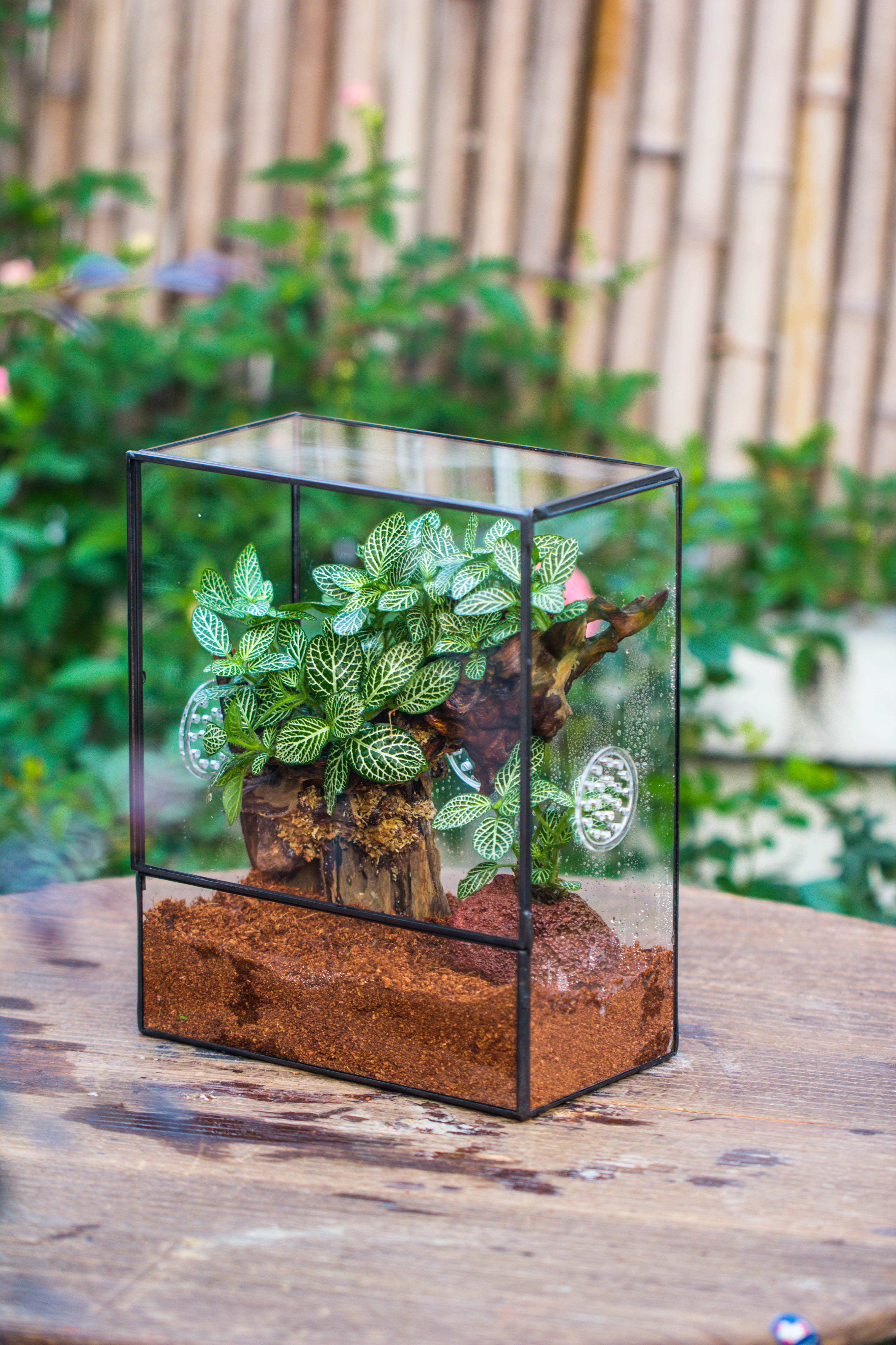 Close Geometric Glass Tin Terrarium with 3 Vents , 8x10" with side door, for insects, snail , spider, micro landscape  -with white light set - NCYPgarden