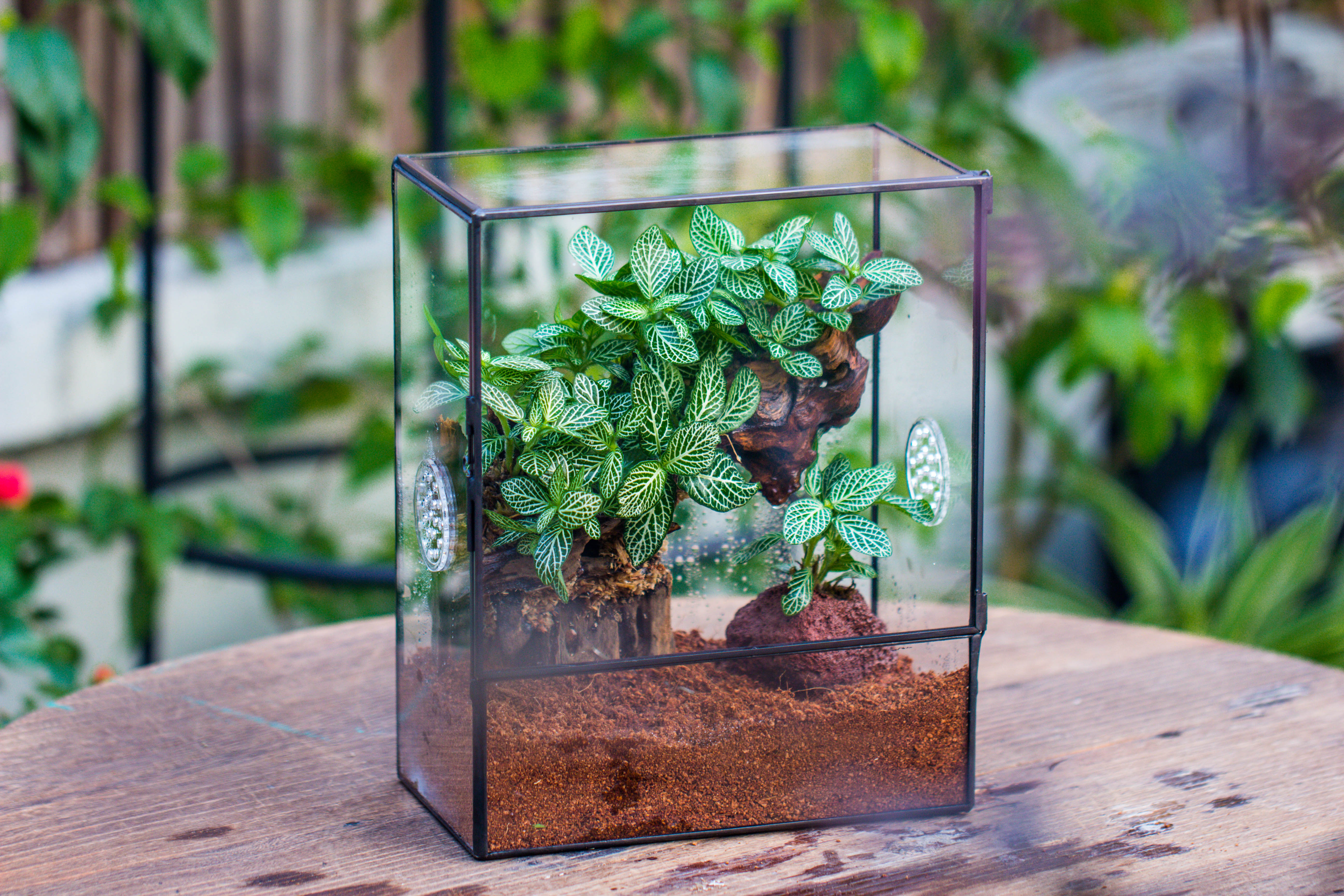 Close Geometric Glass Tin Terrarium with 3 Vents , 8x10" with side door, for insects, snail , spider, micro landscape  -with white light set - NCYPgarden