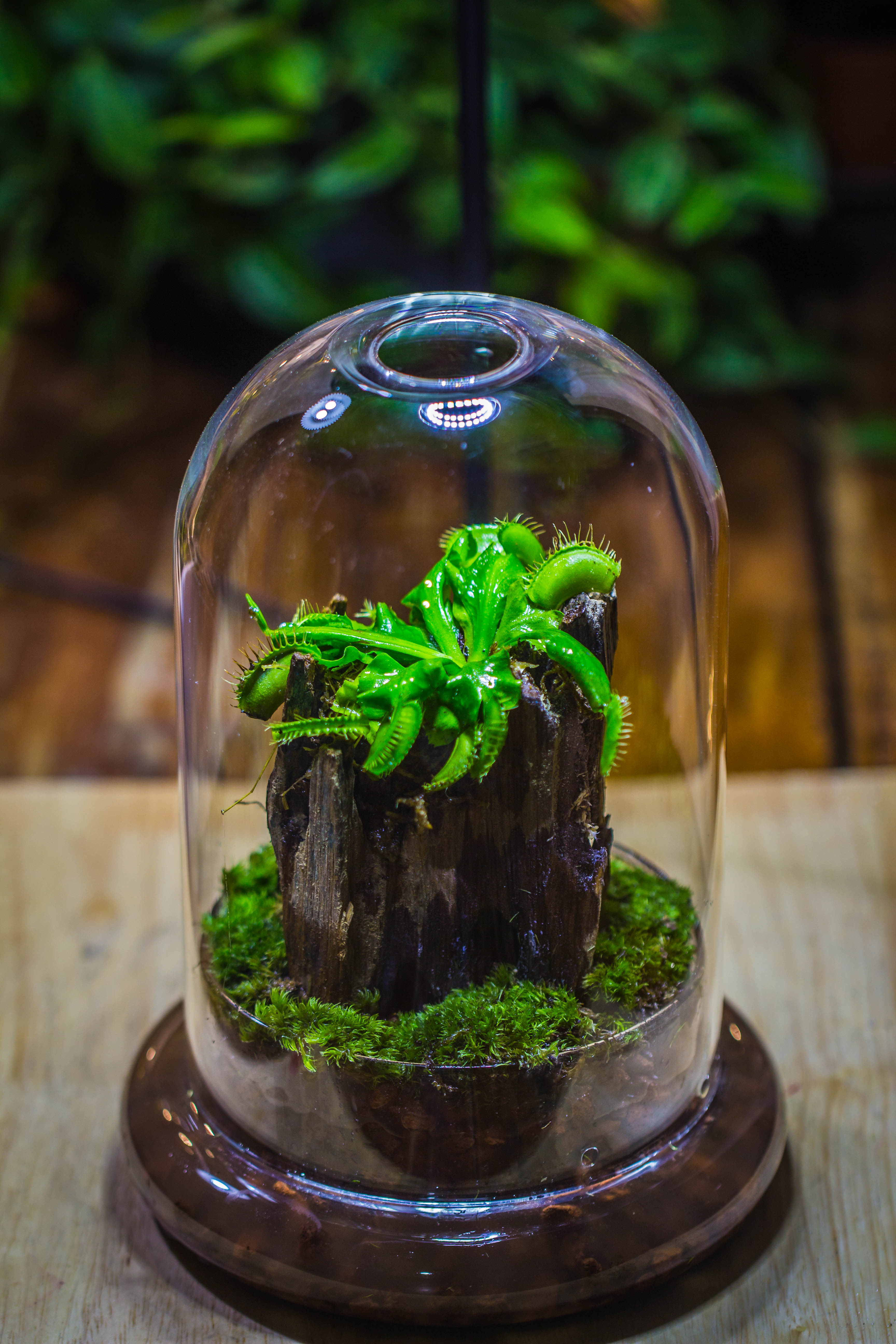 Round Glass Cloche terrarium 12 cm diameter x 18cm height with matching Warm White Spot LED grow Light and base set - NCYPgarden