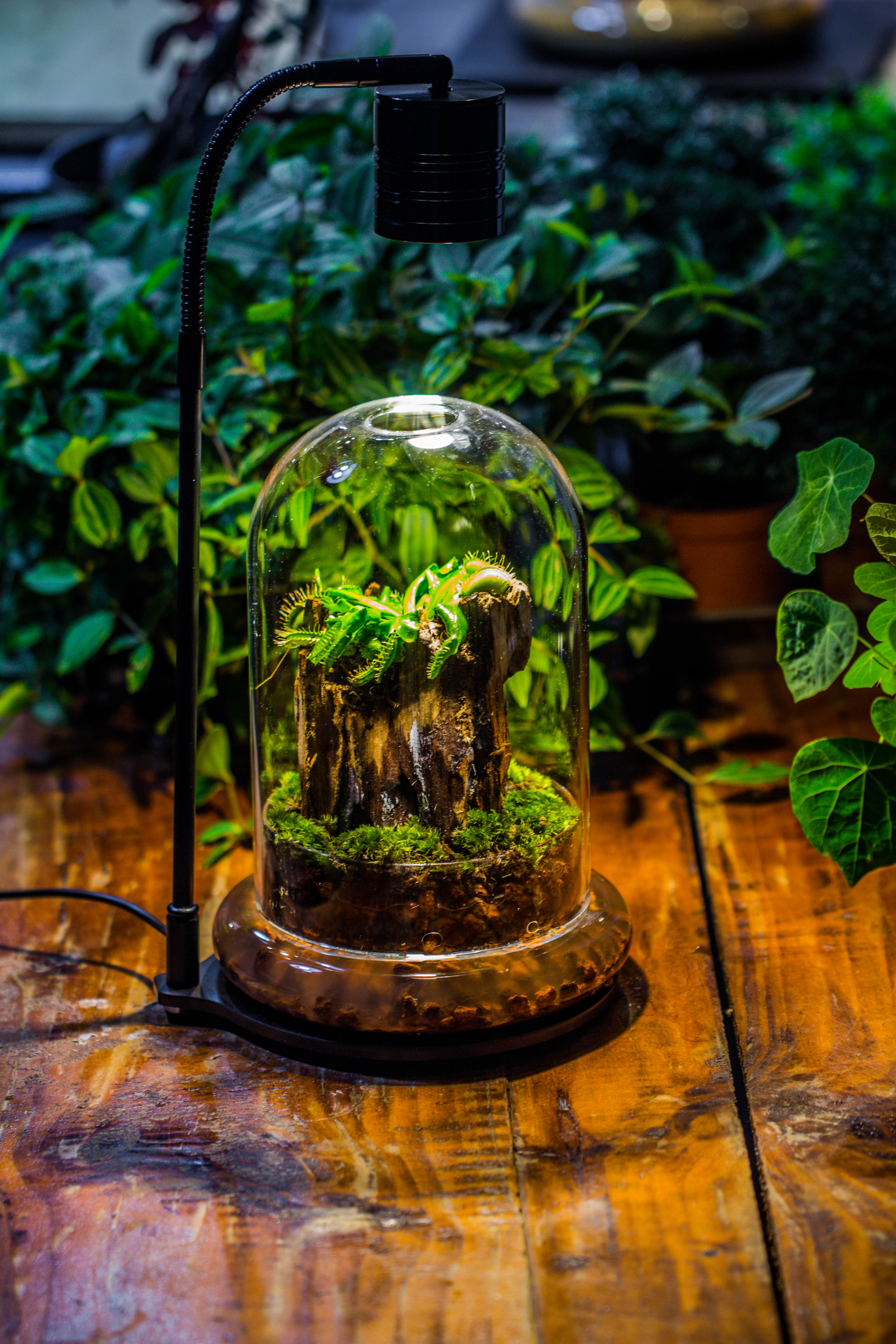 Round Glass Cloche terrarium 12 cm diameter x 18cm height with matching Warm White Spot LED grow Light and base set - NCYPgarden