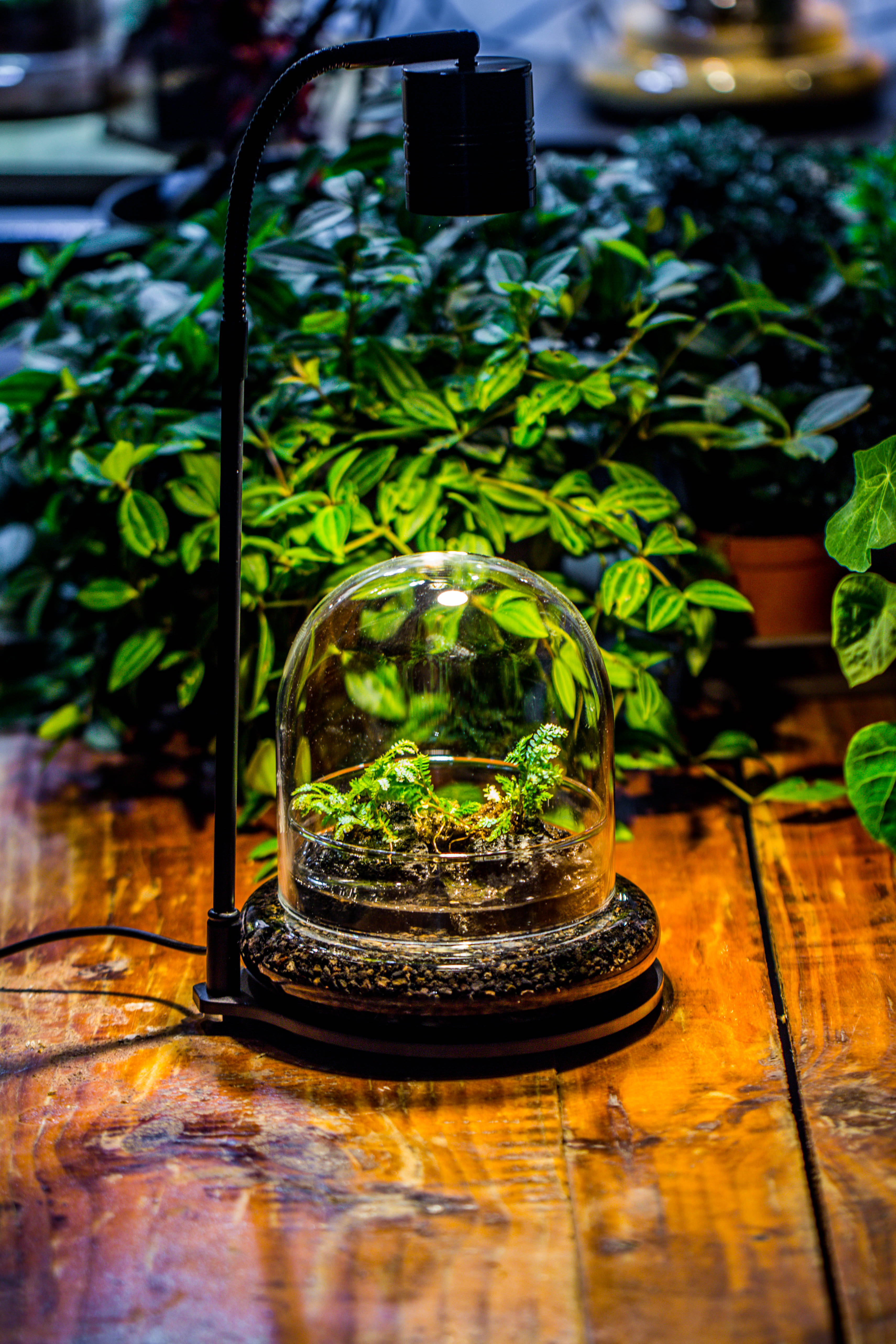 Round Glass Cloche terrarium 12 cm diameter x 12cm height with matching Warm White Spot LED grow Light and base set - NCYPgarden