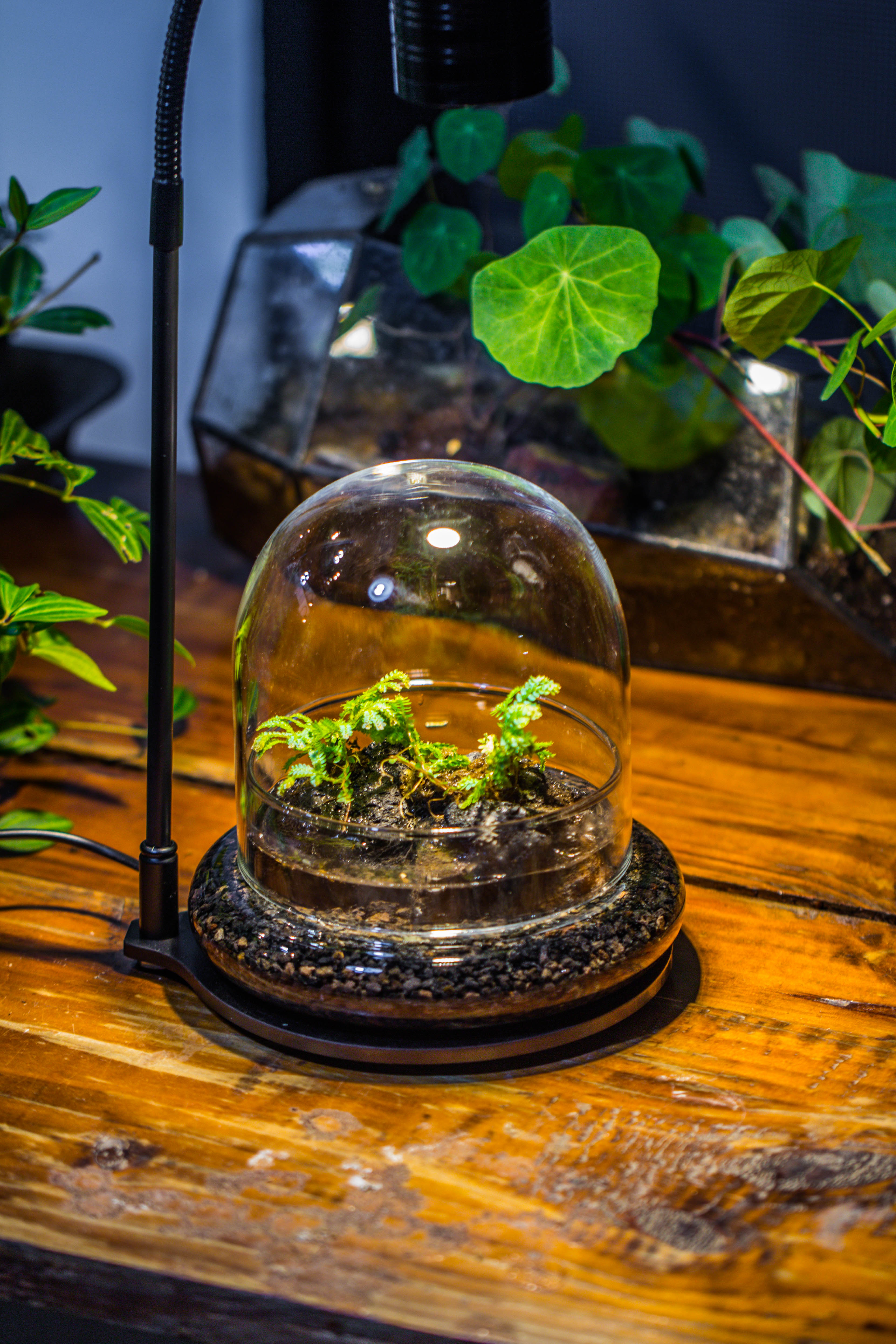 Round Glass Cloche terrarium 12 cm diameter x 12cm height with matching Warm White Spot LED grow Light and base set - NCYPgarden