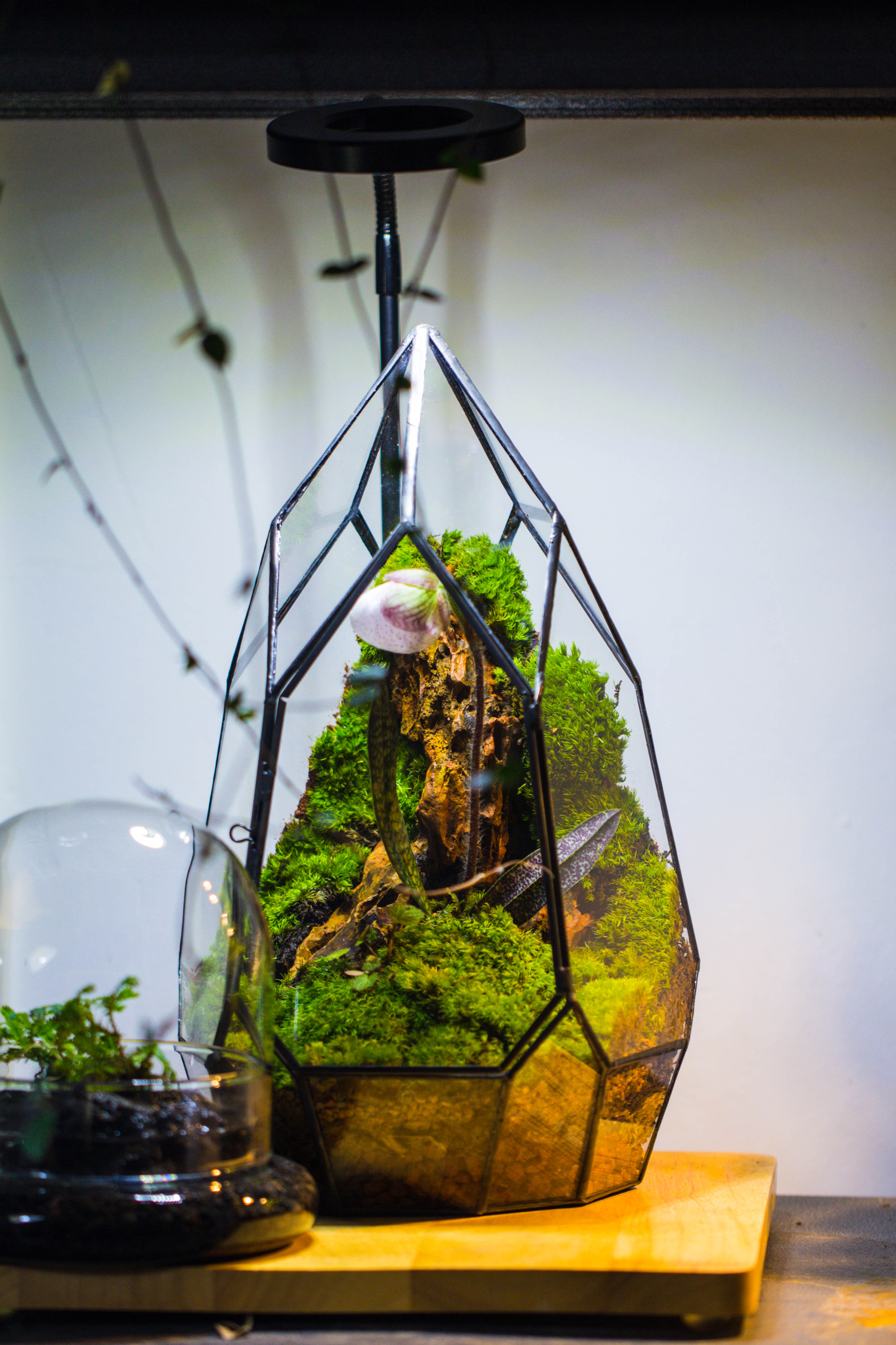 Cliff terrarium project: Live Moss Cliff TearDrop Close Terrarium Building Kit with matching LED Grow Light and Base - NCYPgarden