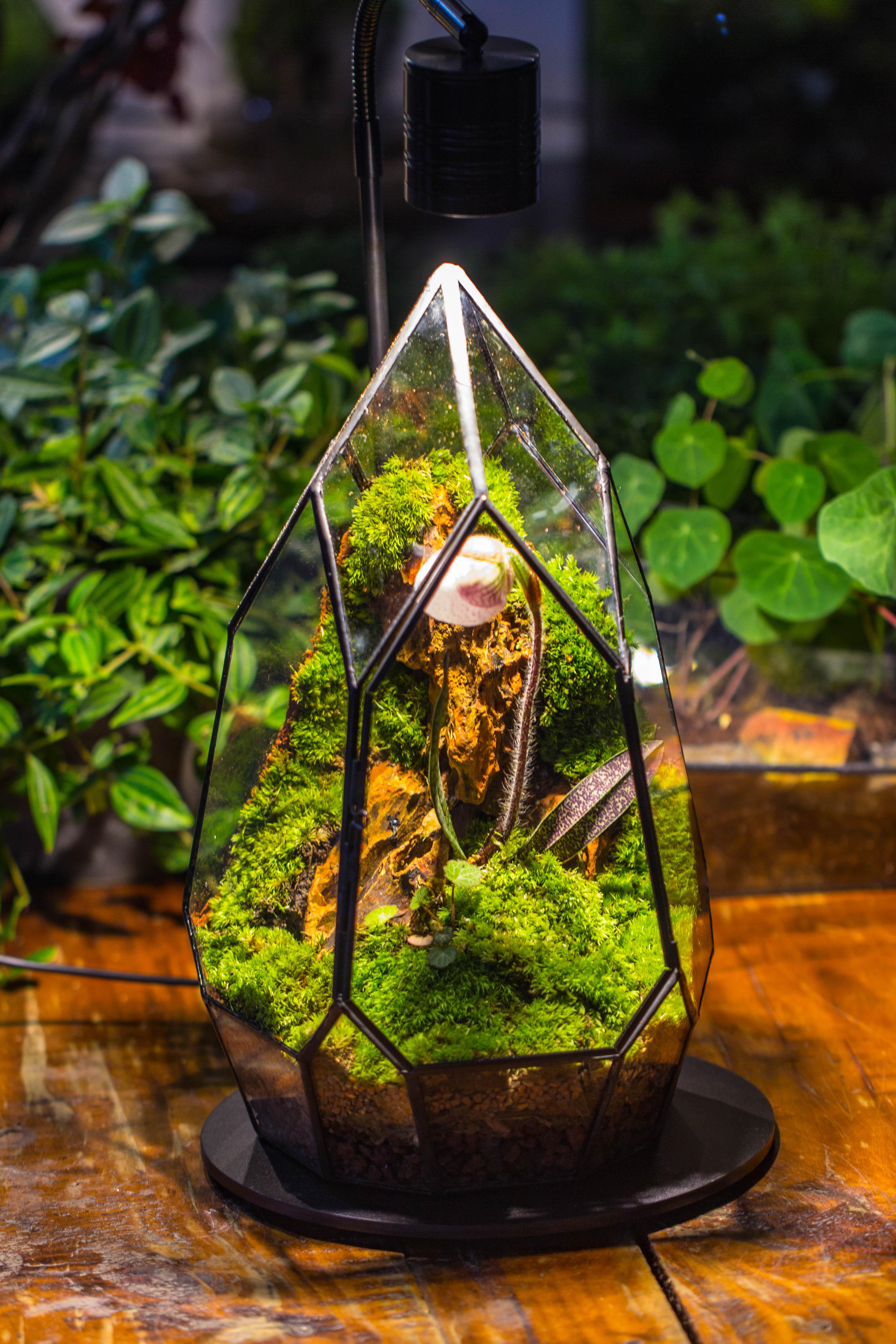 Cliff terrarium project: Live Moss Cliff TearDrop Close Terrarium Building Kit with matching LED Grow Light and Base - NCYPgarden