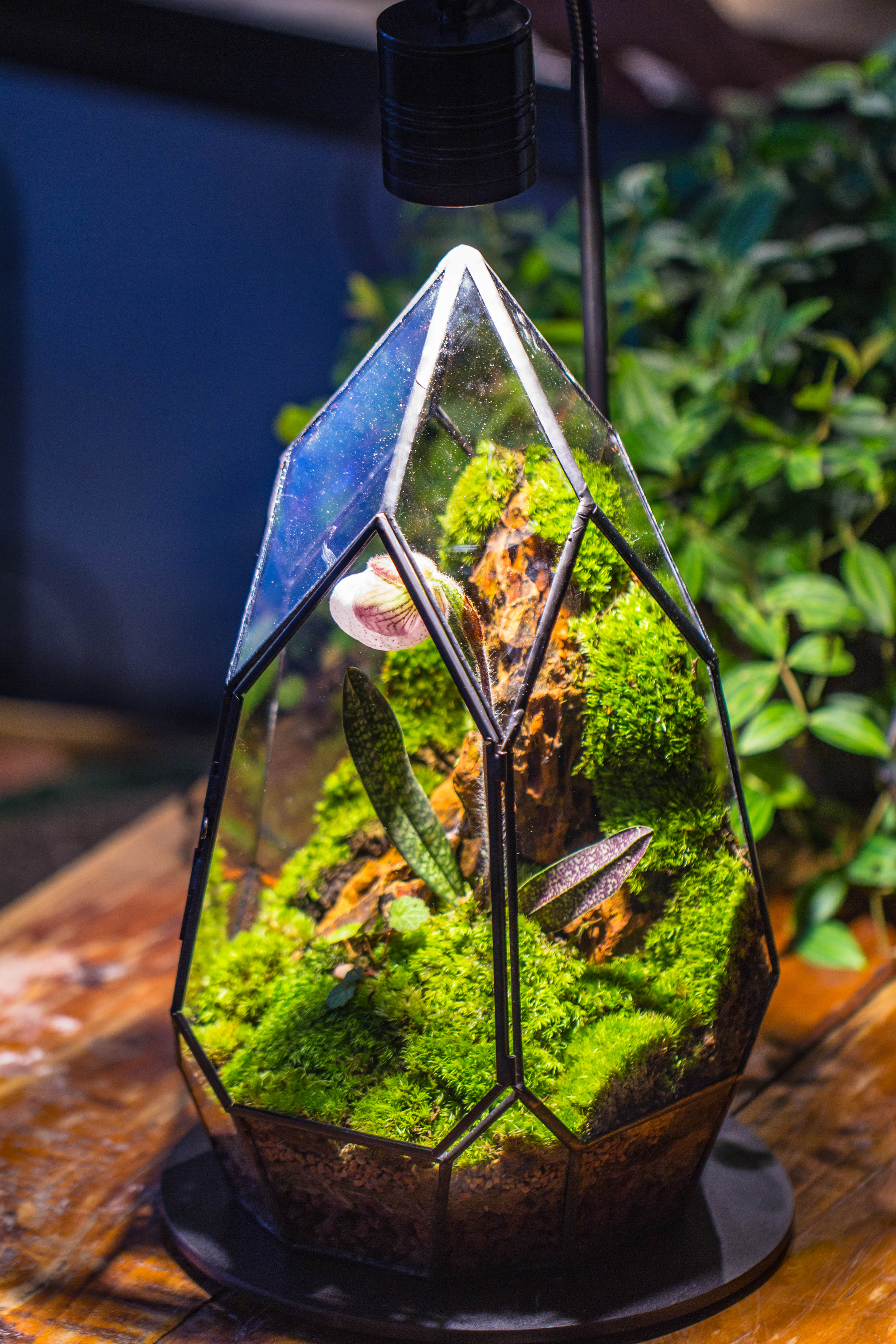 Cliff terrarium project: Live Moss Cliff TearDrop Close Terrarium Building Kit with matching LED Grow Light and Base - NCYPgarden