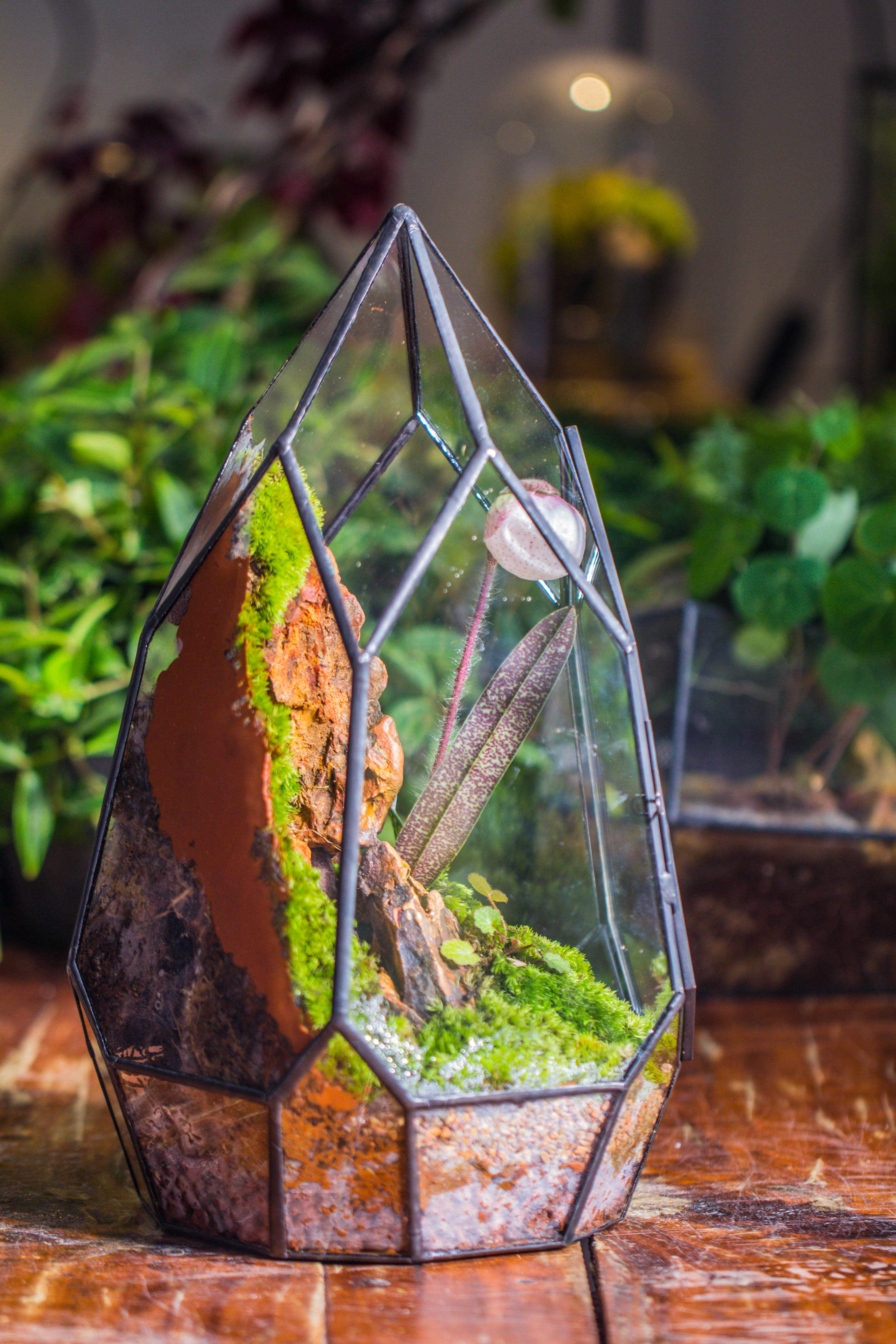 Cliff terrarium project: Live Moss Cliff TearDrop Close Terrarium Building Kit with matching LED Grow Light and Base - NCYPgarden