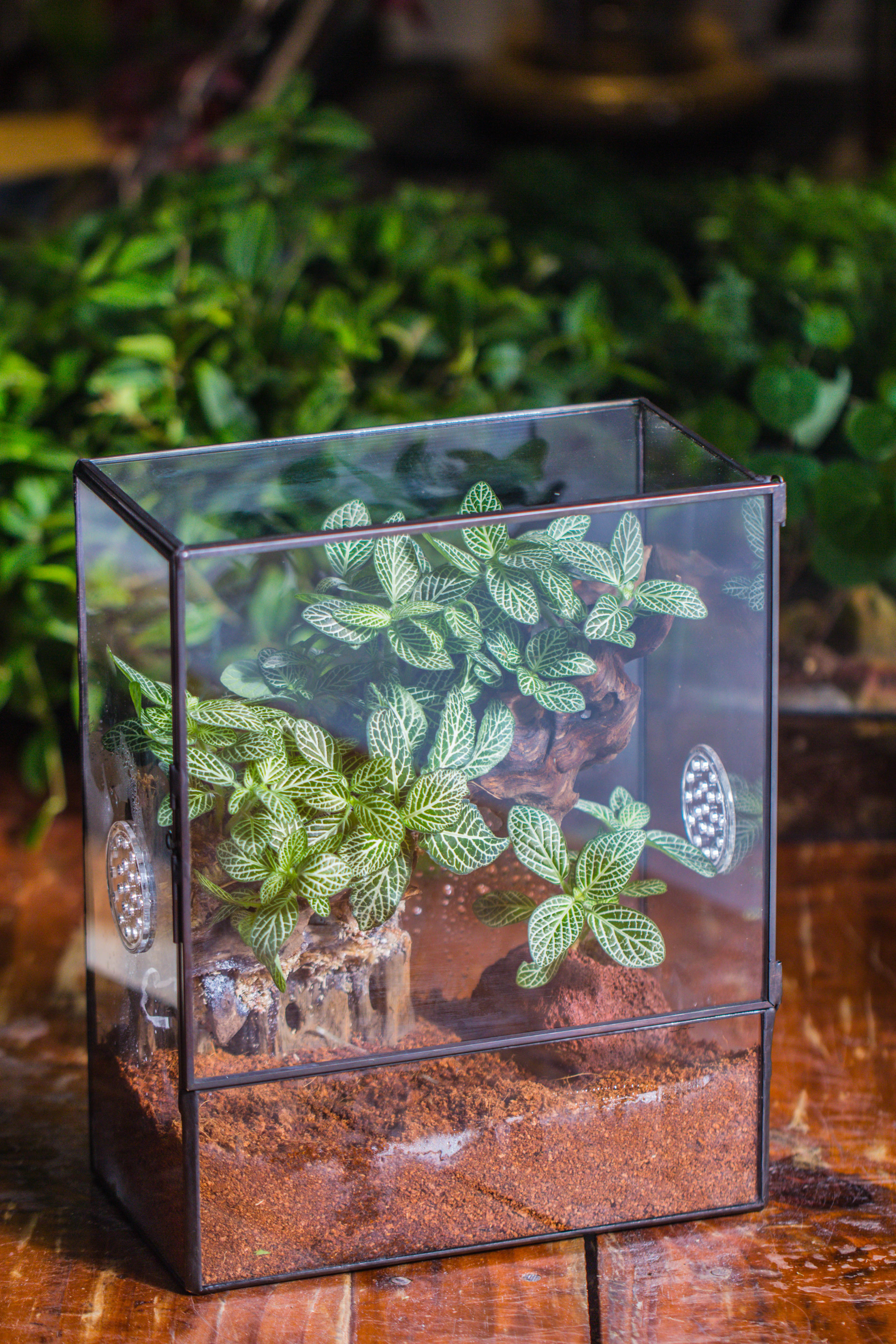 Close Geometric Glass Tin Terrarium with 3 Vents , 8x10" with side door, for insects, snail , spider, micro landscape  -with warm light set - NCYPgarden