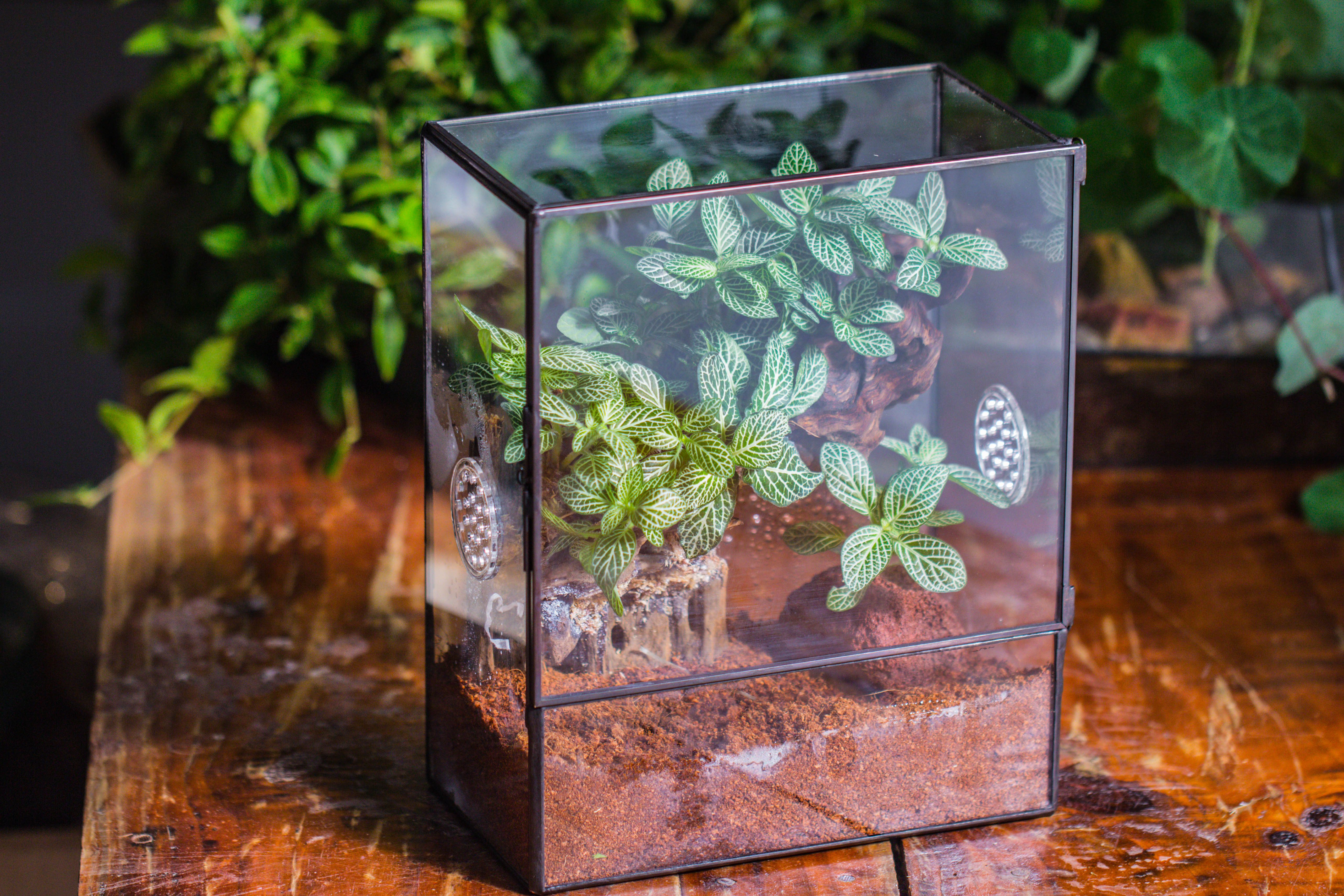 Close Geometric Glass Tin Terrarium with 3 Vents , 8x10" with side door, for insects, snail , spider, micro landscape  -with warm light set - NCYPgarden