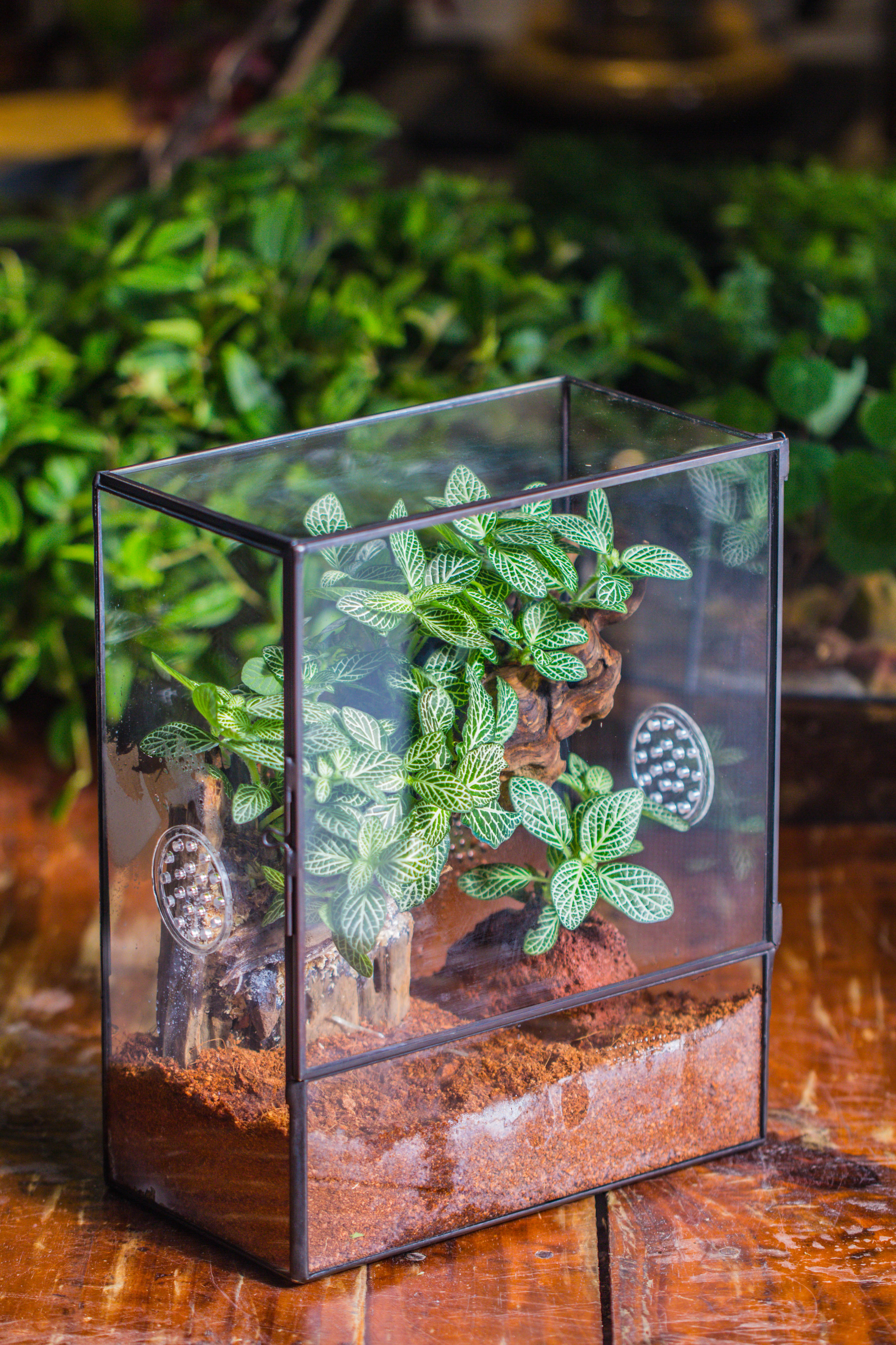 Close Geometric Glass Tin Terrarium with 3 Vents , 8x10" with side door, for insects, snail , spider, micro landscape  -with warm light set - NCYPgarden