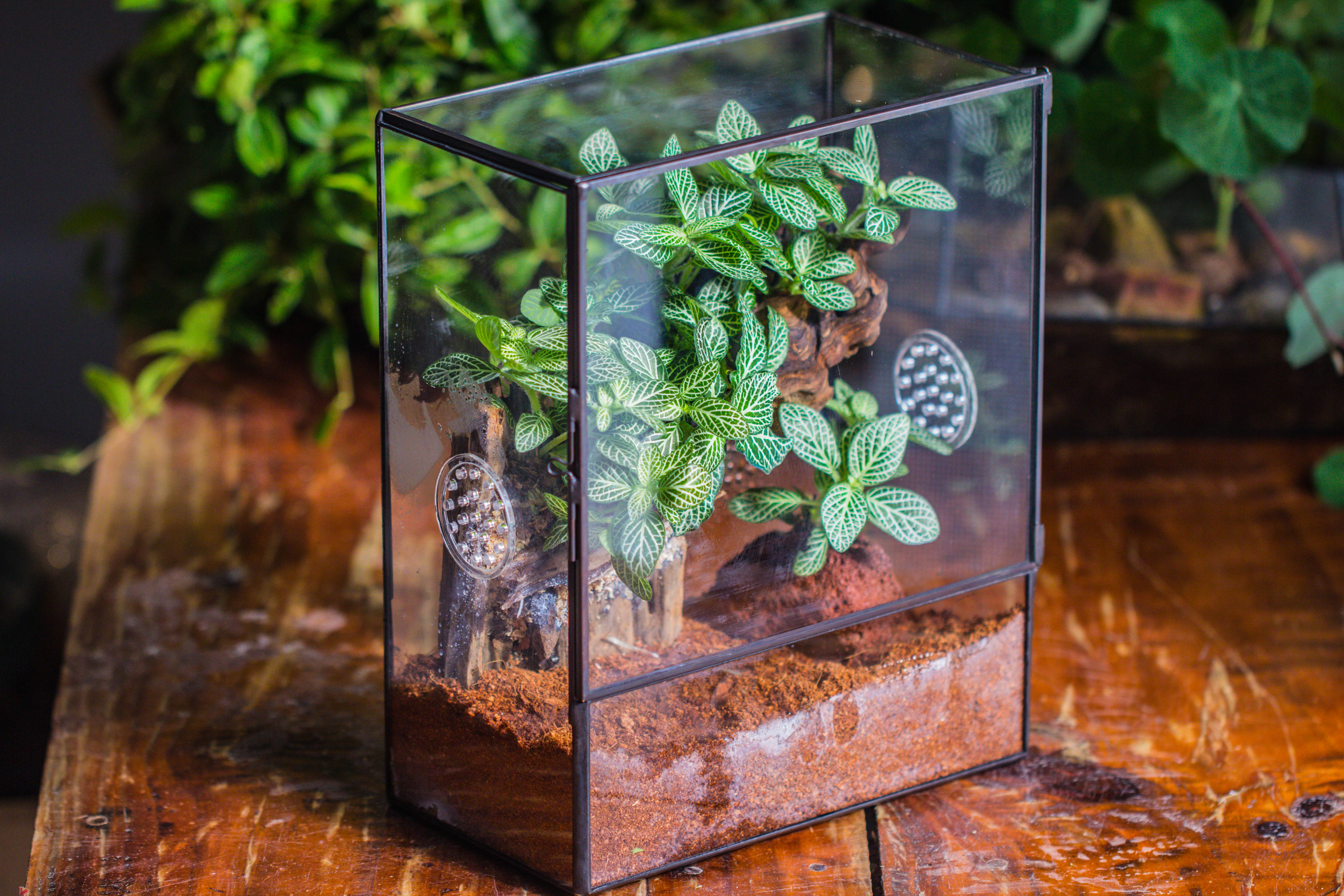 Close Geometric Glass Tin Terrarium with 3 Vents , 8x10" with side door, for insects, snail , spider, micro landscape  -with warm light set - NCYPgarden