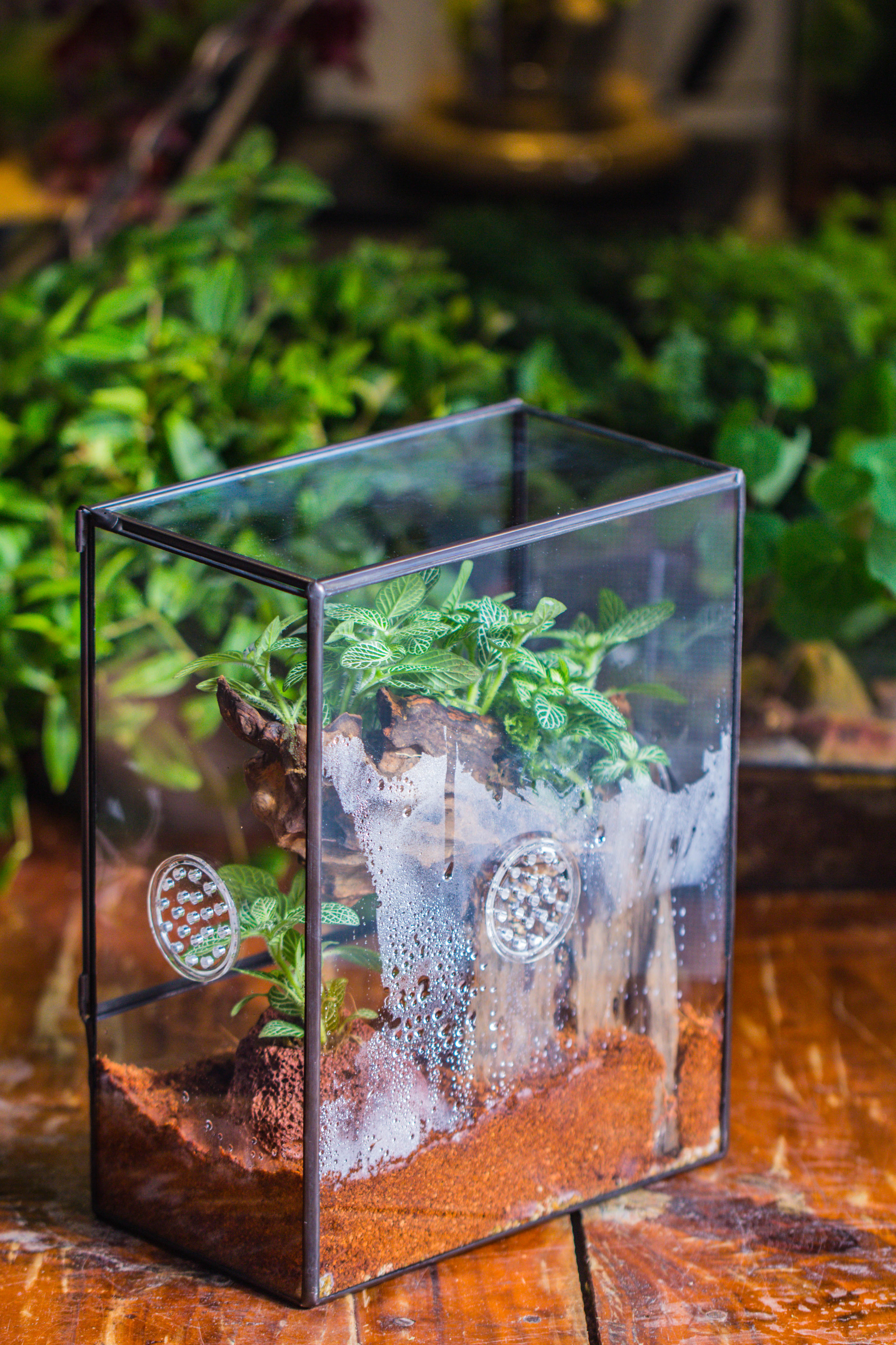 Close Geometric Glass Tin Terrarium with 3 Vents , 8x10" with side door, for insects, snail , spider, micro landscape  -with warm light set - NCYPgarden