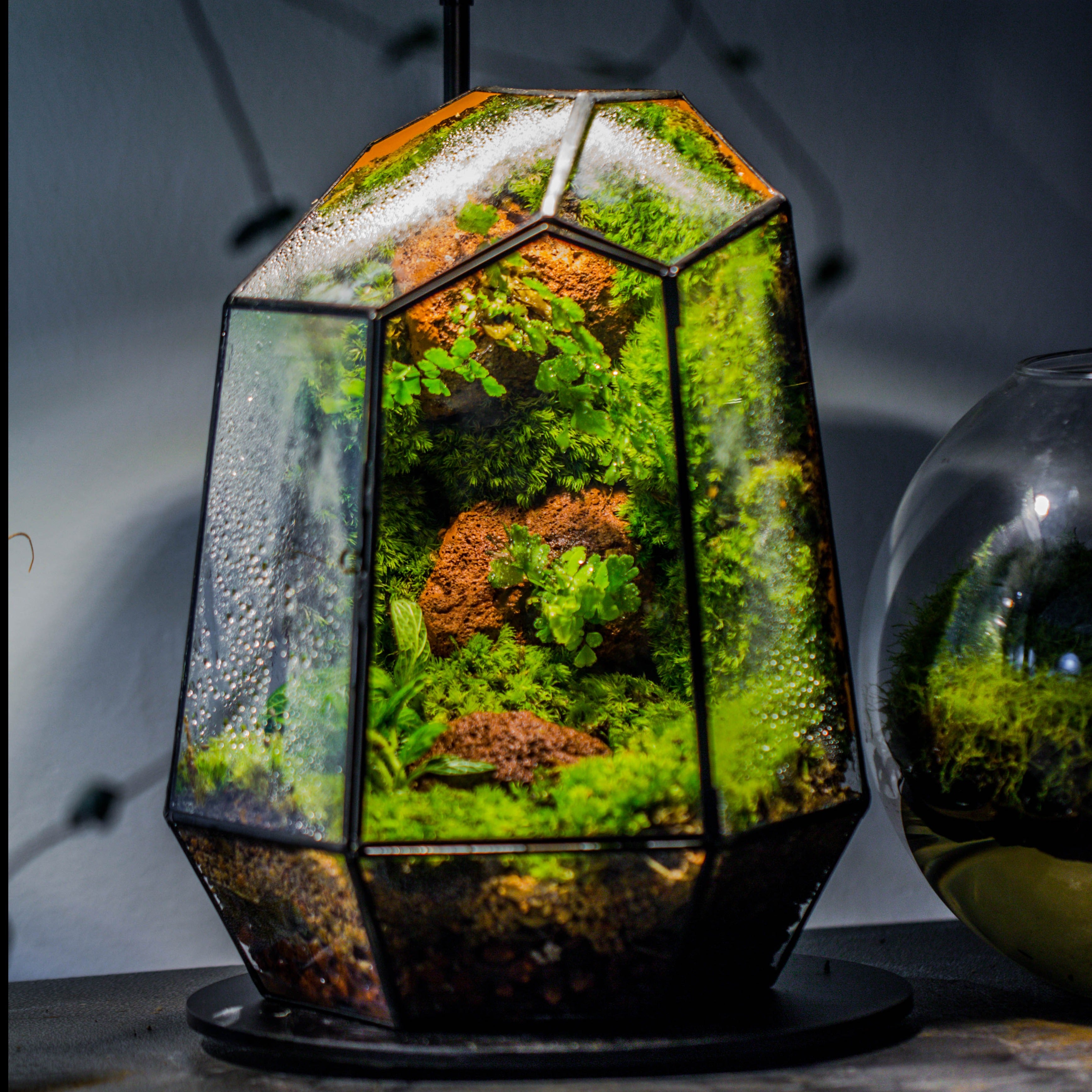 Rainforest terrarium project: Live Moss Wall Iregular Terrarium Building Kit with matching LED Grow Light and Base - NCYPgarden