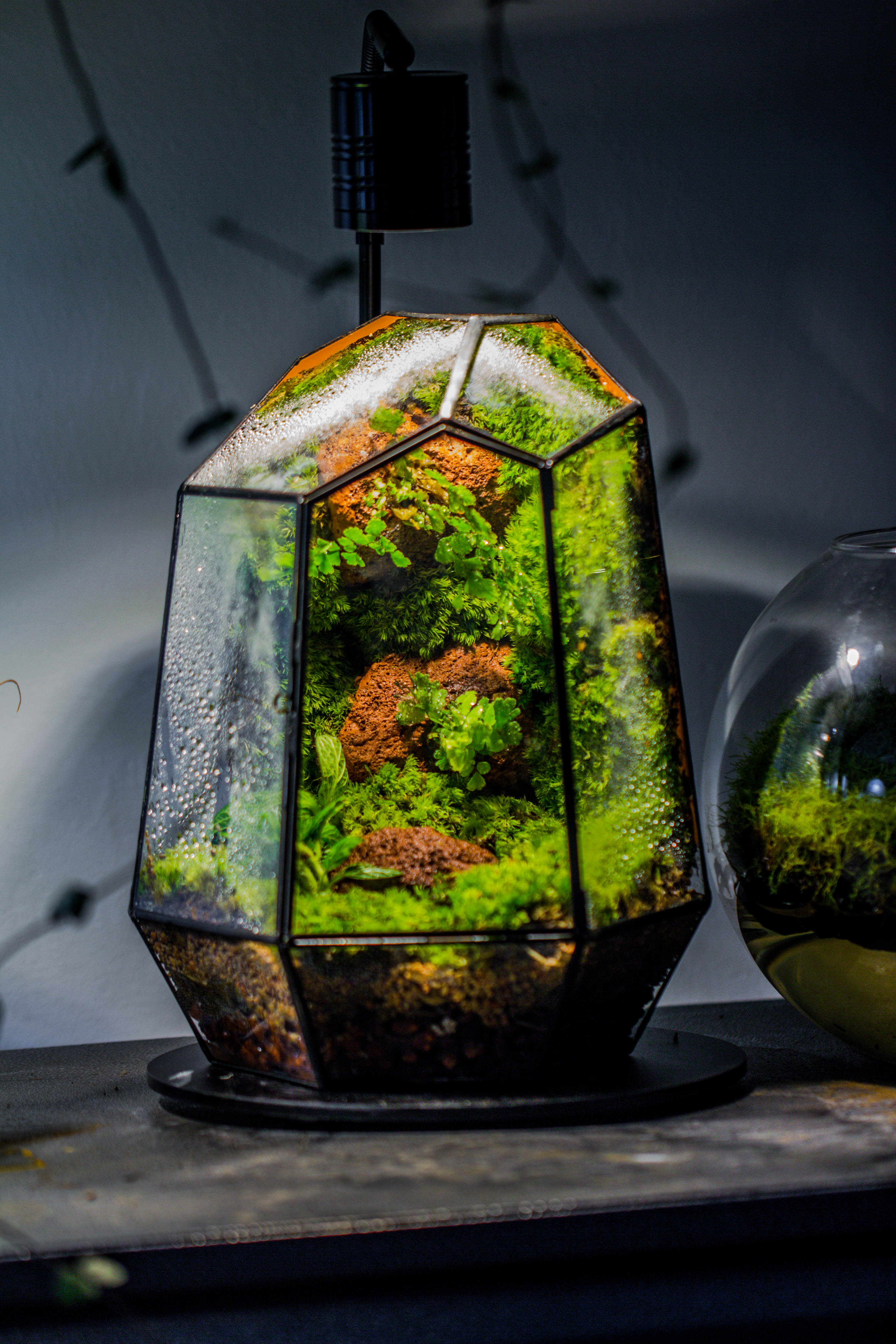 Rainforest terrarium project: Live Moss Wall Iregular Terrarium Building Kit with matching LED Grow Light and Base - NCYPgarden