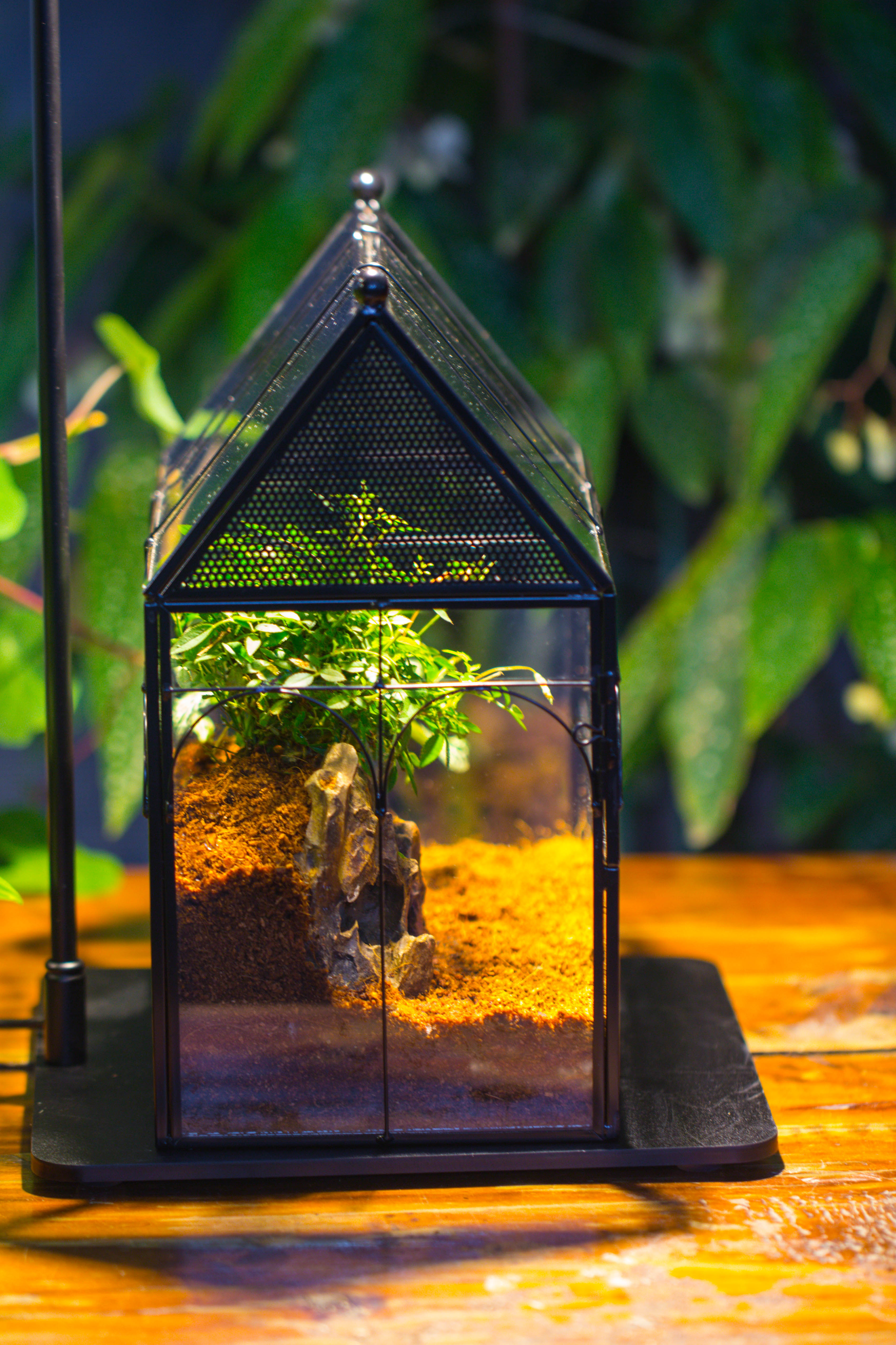 Handmade Terrarium with Light, House Shape Glass Geometric Terrarium with LED Light Set, Wooden Base, Jumping Spider Terrarium,Gift for Dad - NCYPgarden