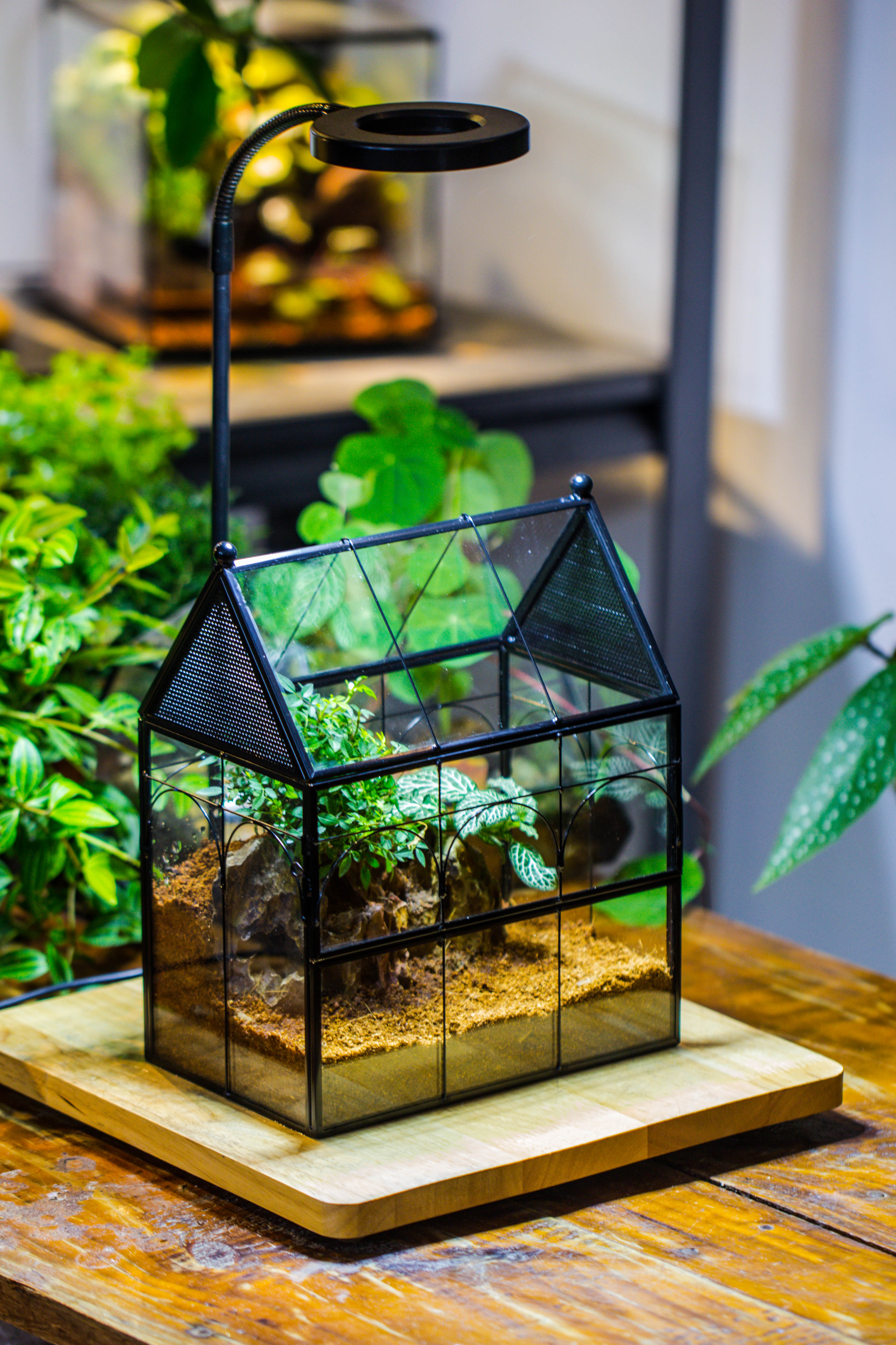 Handmade Terrarium with Light, House Shape Glass Geometric Terrarium with LED Light Set, Wooden Base, Jumping Spider Terrarium,Gift for Dad - NCYPgarden