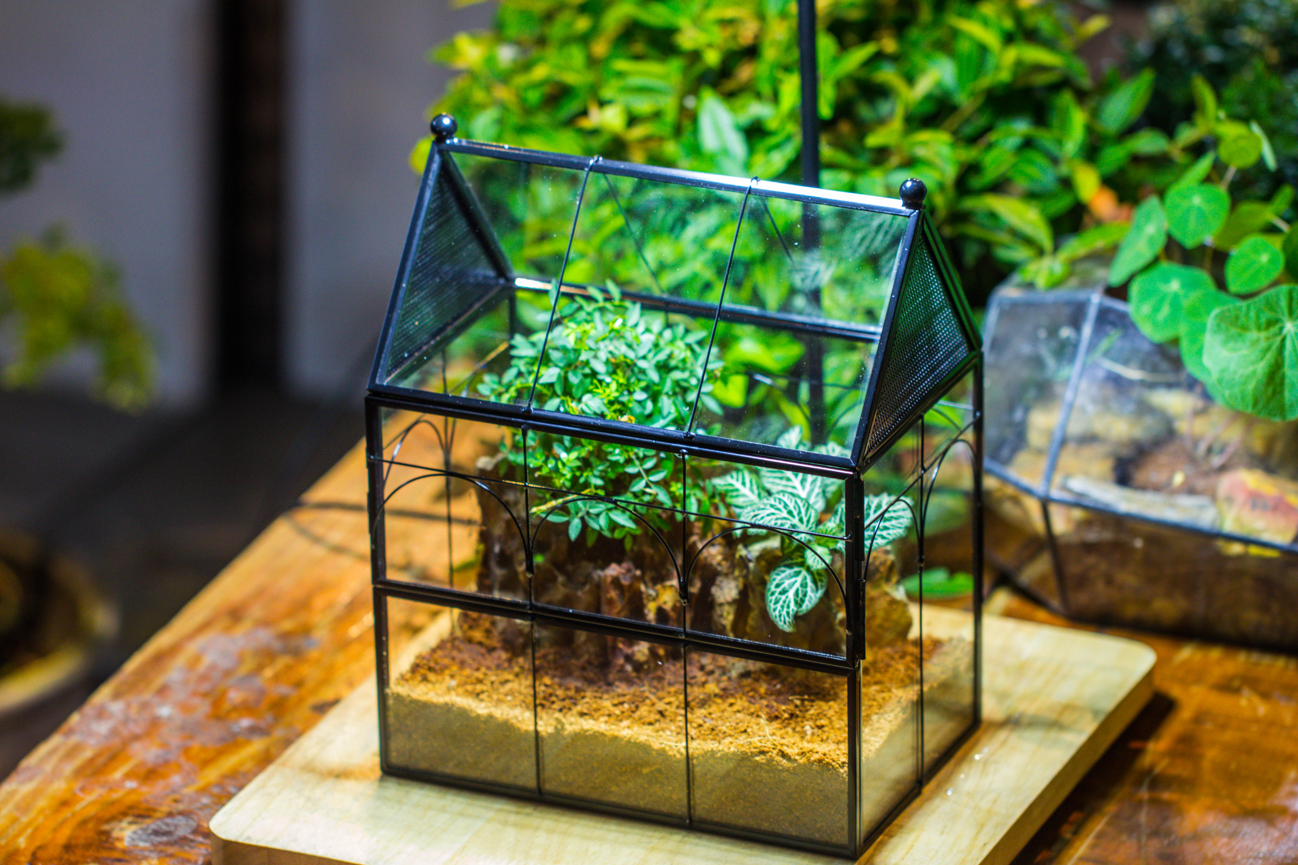 Handmade Terrarium with Light, House Shape Glass Geometric Terrarium with LED Light Set, Wooden Base, Jumping Spider Terrarium,Gift for Dad - NCYPgarden