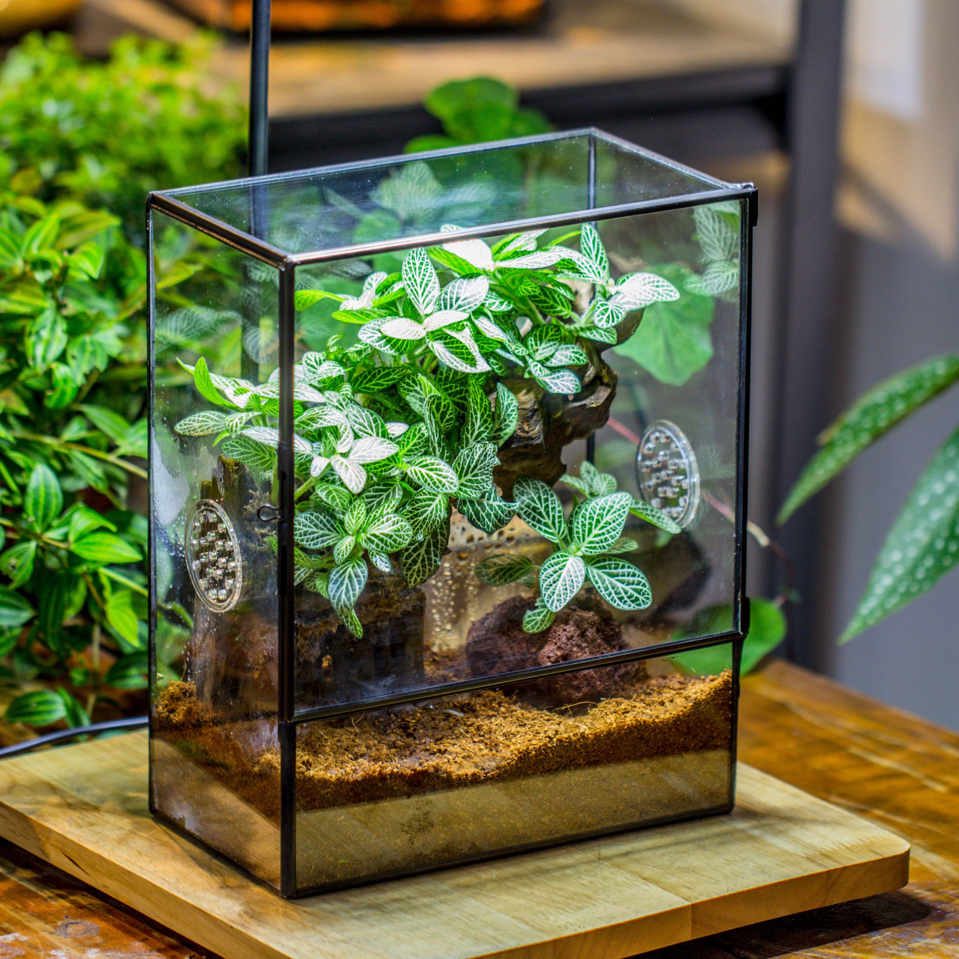 Close Geometric Glass Tin Terrarium with 3 Vents , 8x10" with side door, for insects, snail , spider, micro landscape  -with white light set - NCYPgarden