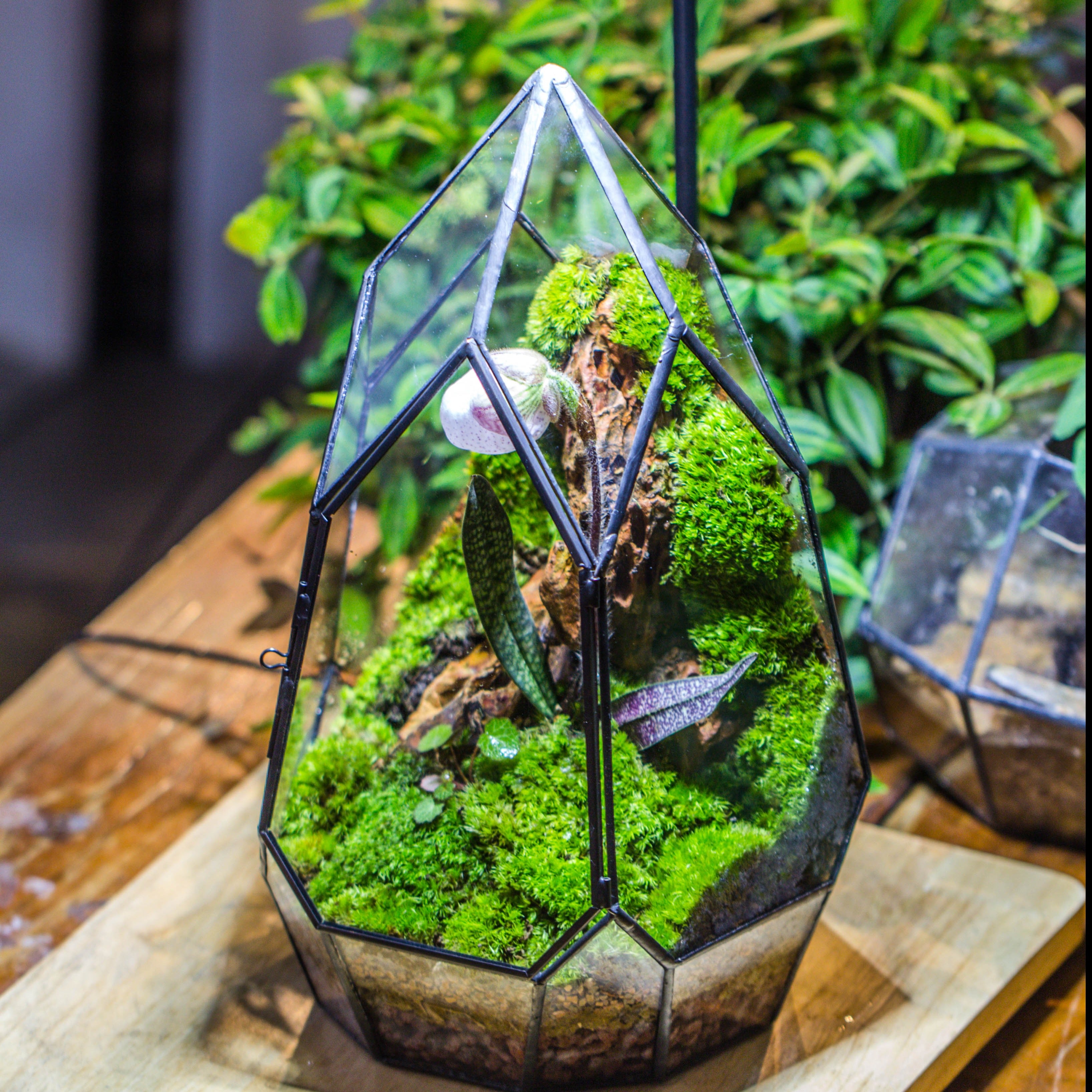 Cliff terrarium project: Live Moss Cliff TearDrop Close Terrarium Building Kit with matching LED Grow Light and Base - NCYPgarden