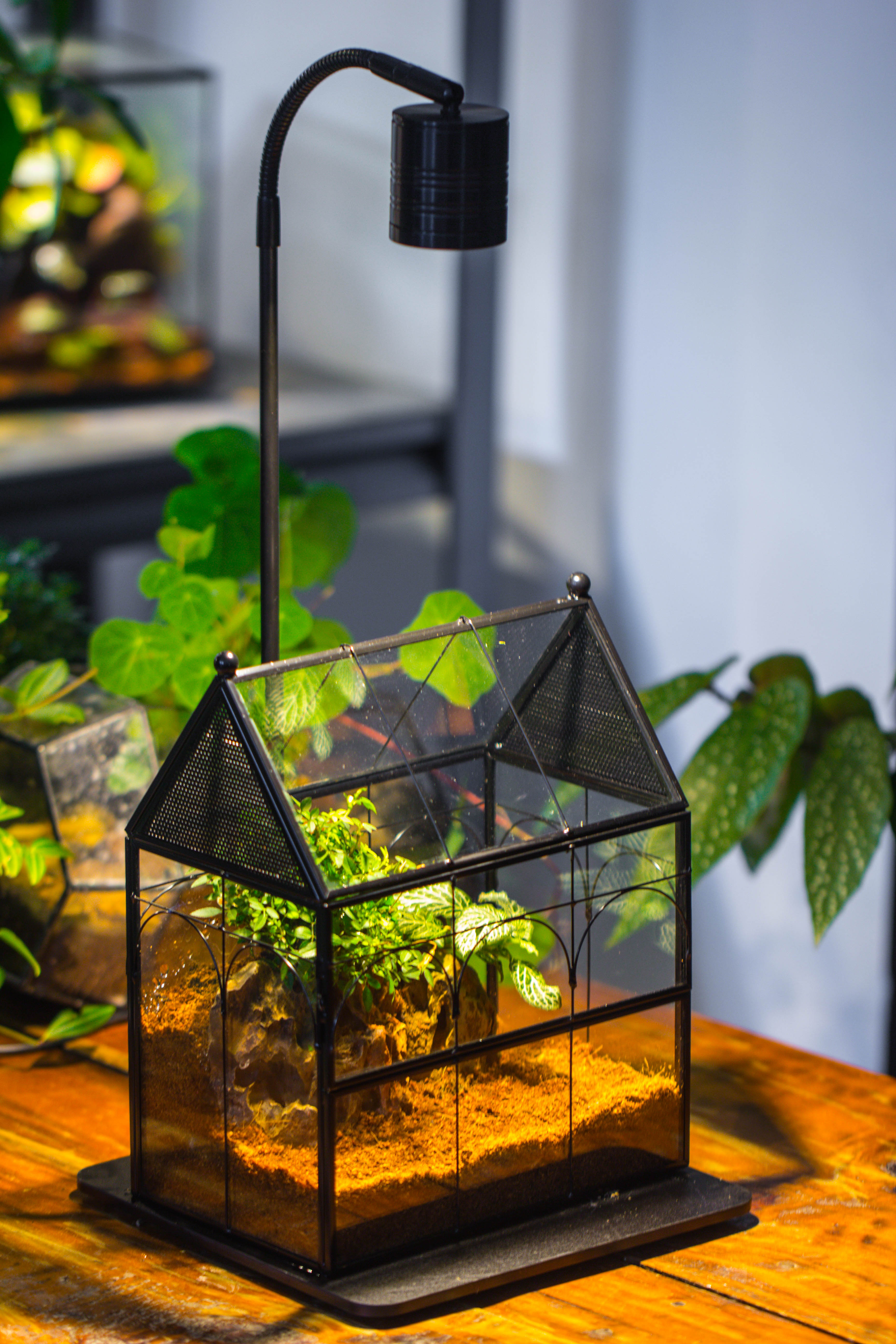 Handmade Terrarium with Light, House Shape Glass Geometric Terrarium with LED Light Set, Wooden Base, Jumping Spider Terrarium,Gift for Dad - NCYPgarden