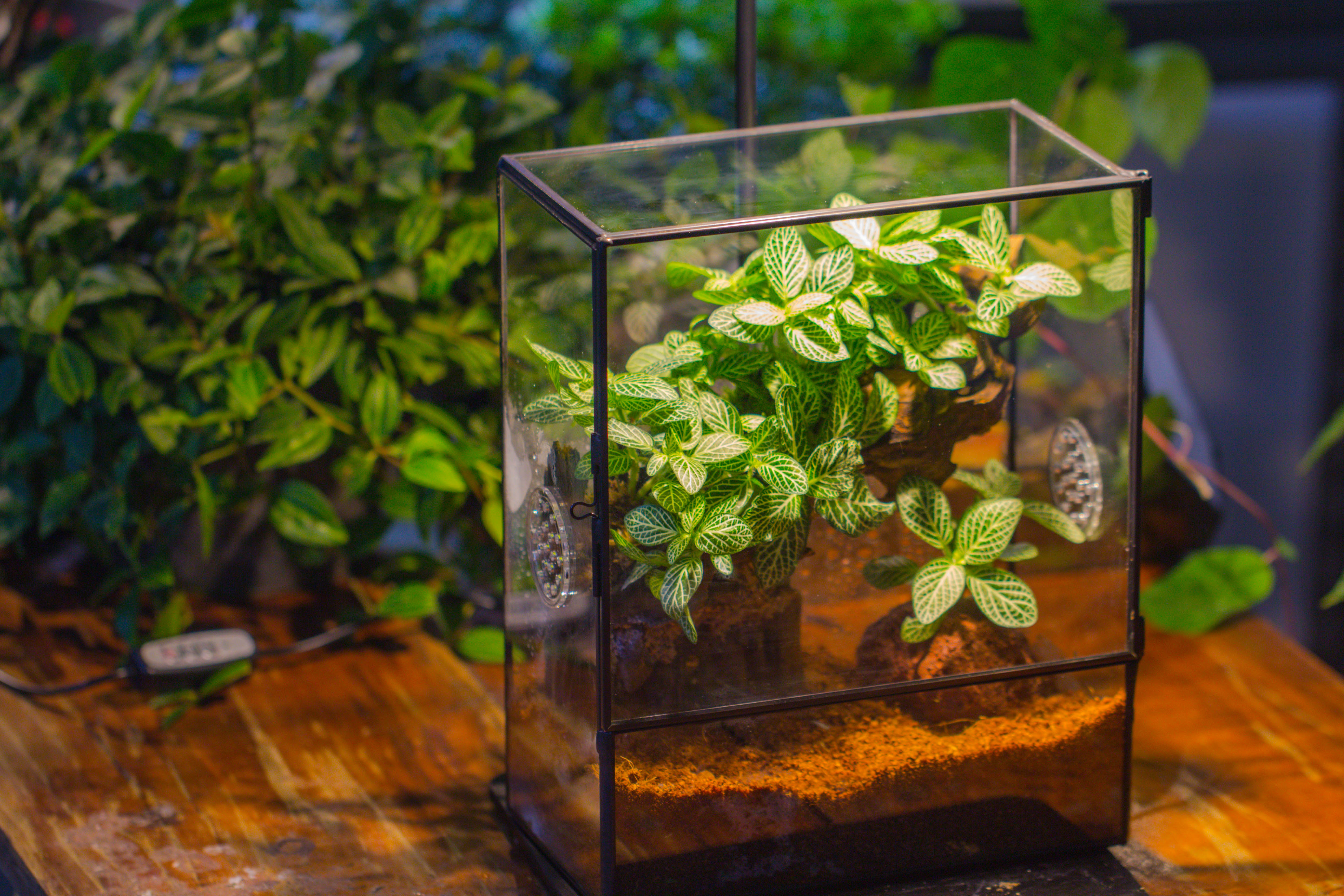 Close Geometric Glass Tin Terrarium with 3 Vents , 8x10" with side door, for insects, snail , spider, micro landscape  -with warm light set - NCYPgarden