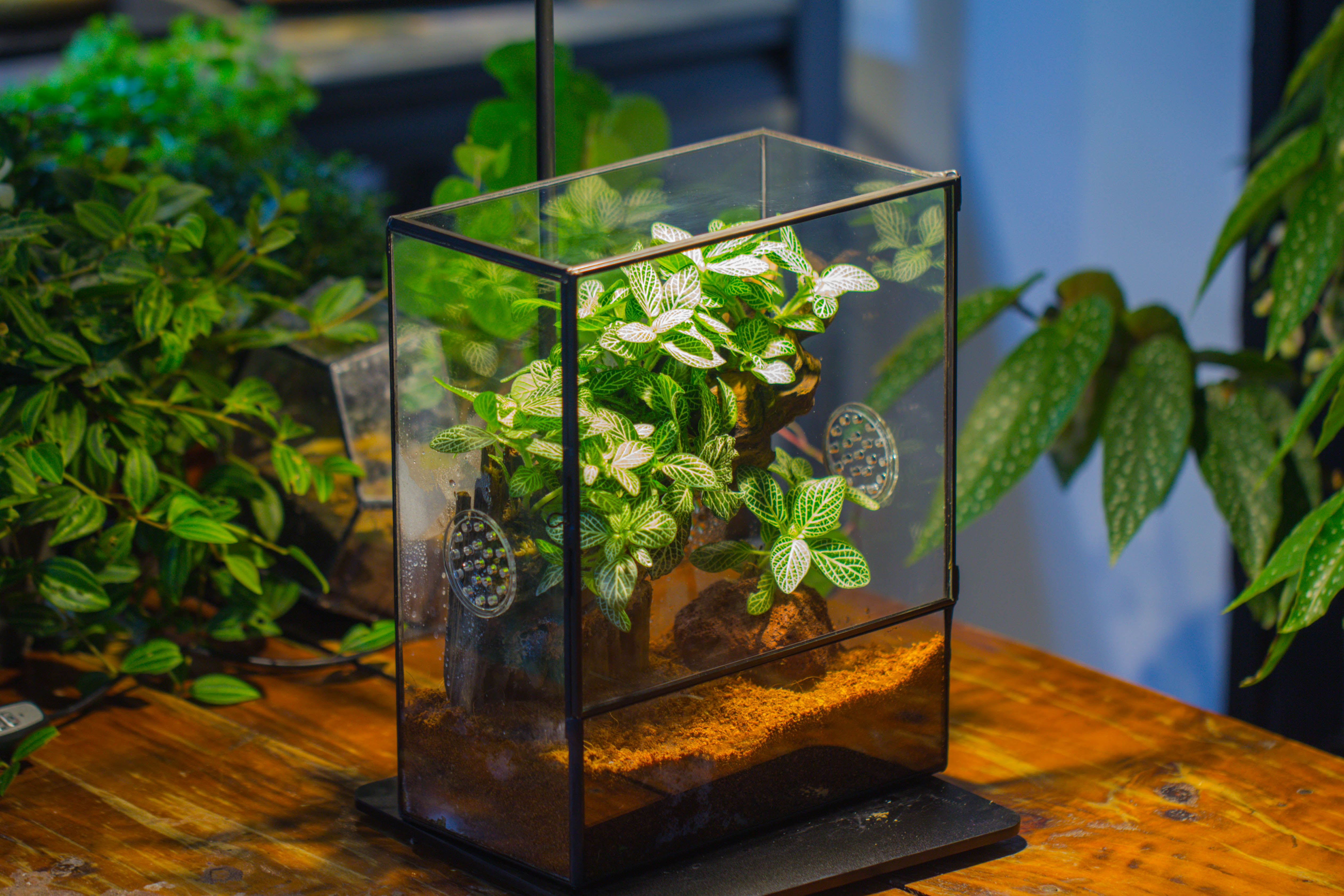 Close Geometric Glass Tin Terrarium with 3 Vents , 8x10" with side door, for insects, snail , spider, micro landscape  -with warm light set - NCYPgarden