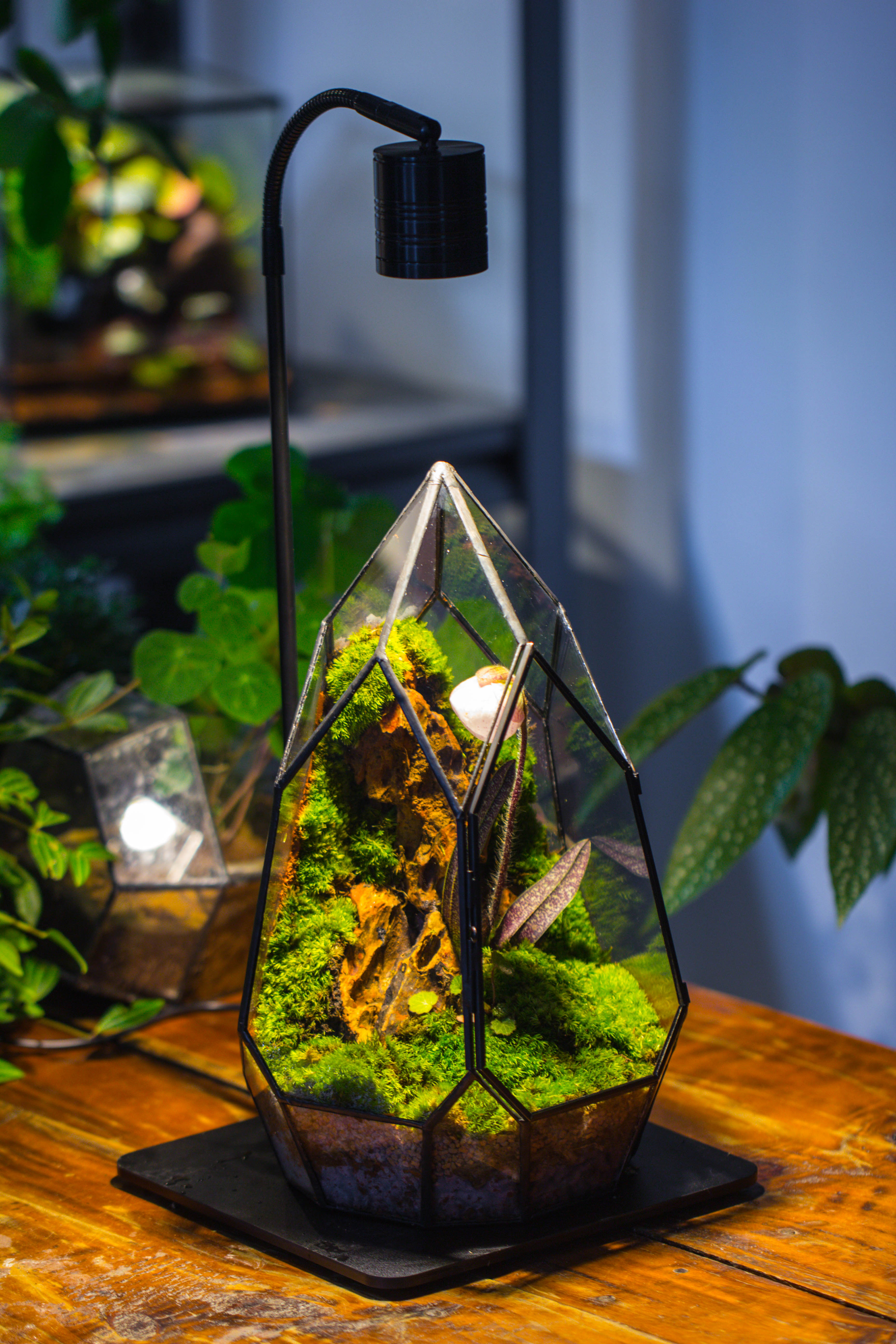 Cliff terrarium project: Live Moss Cliff TearDrop Close Terrarium Building Kit with matching LED Grow Light and Base - NCYPgarden