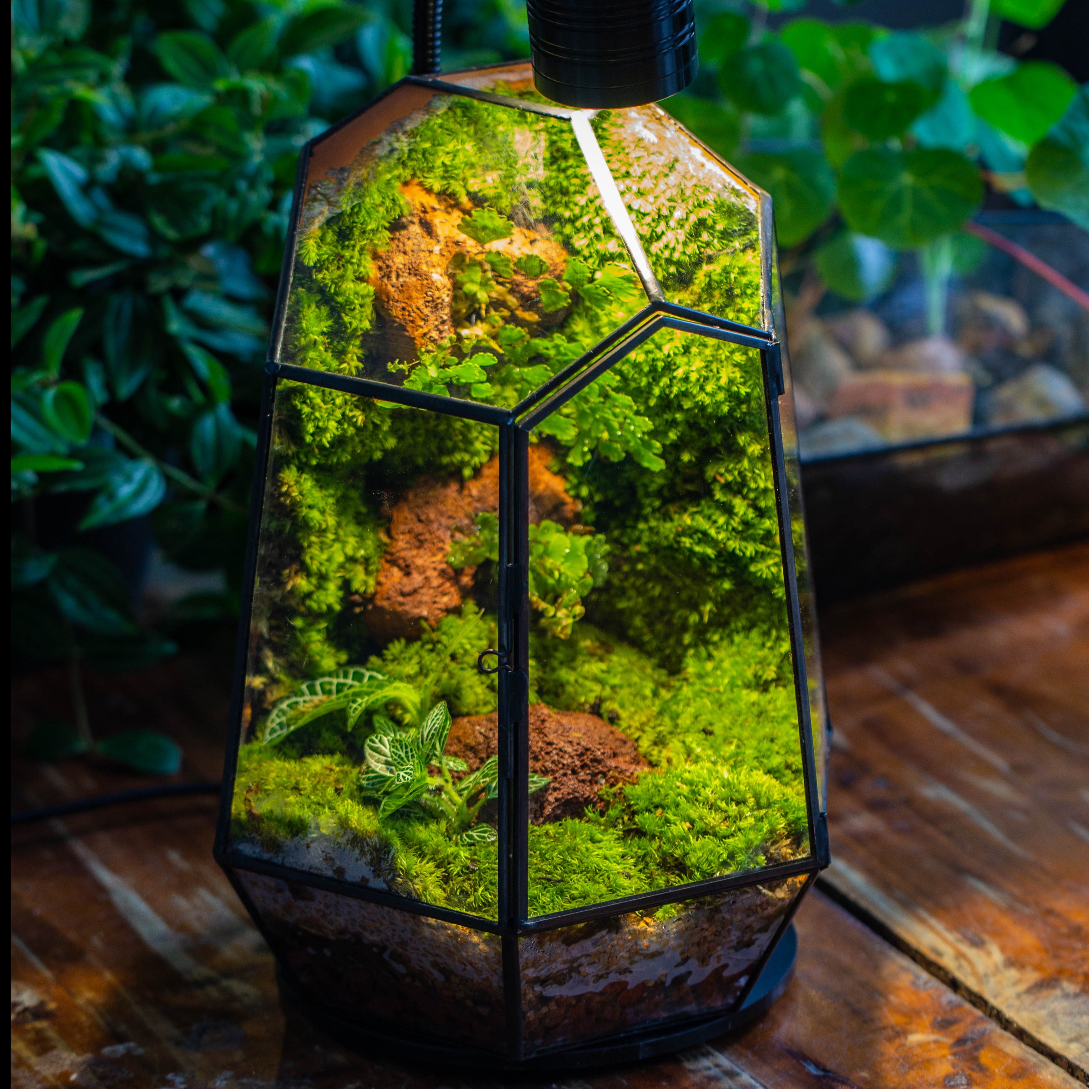 Rainforest terrarium project: Live Moss Wall Iregular Terrarium Building Kit with matching LED Grow Light and Base - NCYPgarden