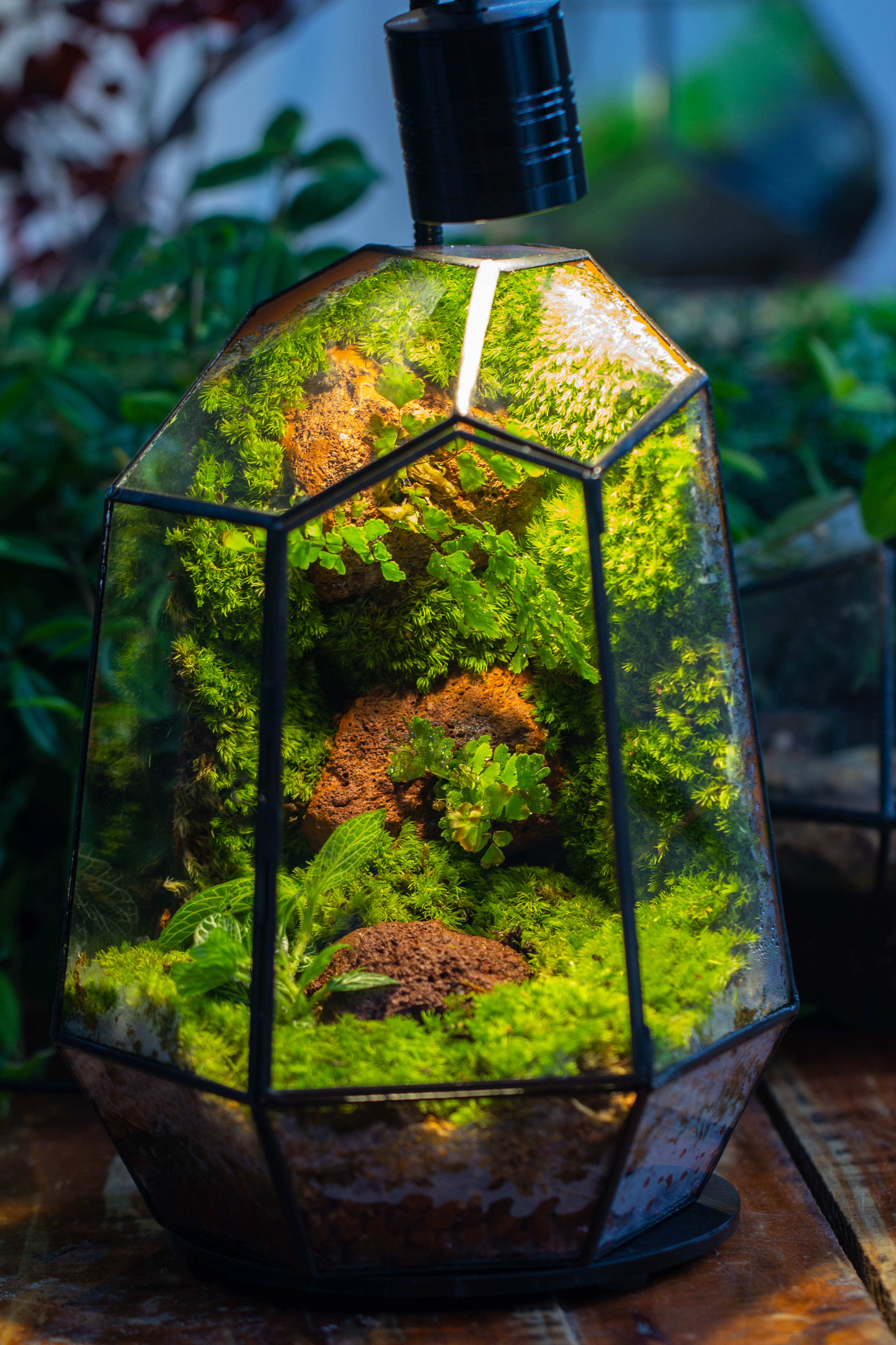 Rainforest terrarium project: Live Moss Wall Iregular Terrarium Building Kit with matching LED Grow Light and Base - NCYPgarden