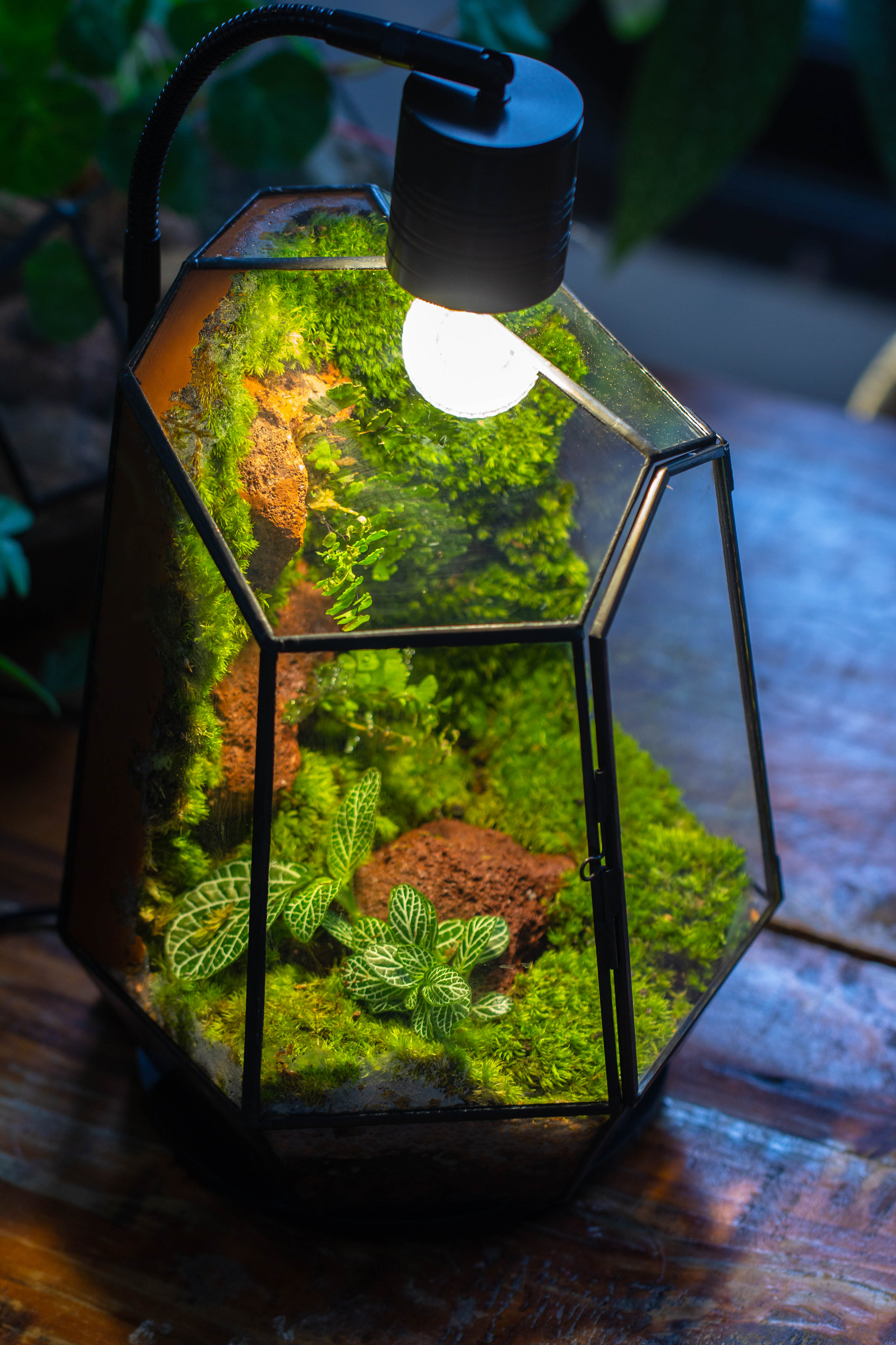 Rainforest terrarium project: Live Moss Wall Iregular Terrarium Building Kit with matching LED Grow Light and Base - NCYPgarden