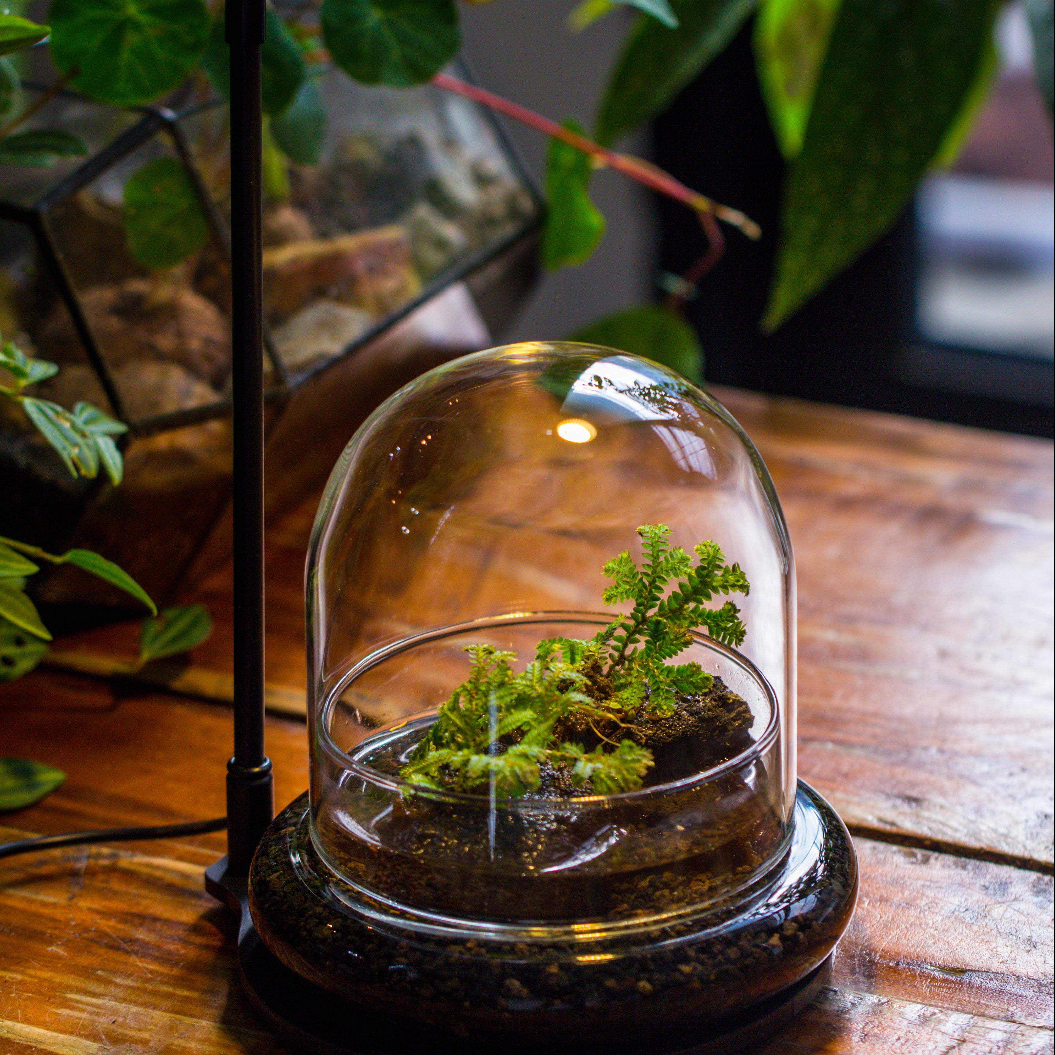 Round Glass Cloche terrarium 12 cm diameter x 12cm height with matching Warm White Spot LED grow Light and base set - NCYPgarden