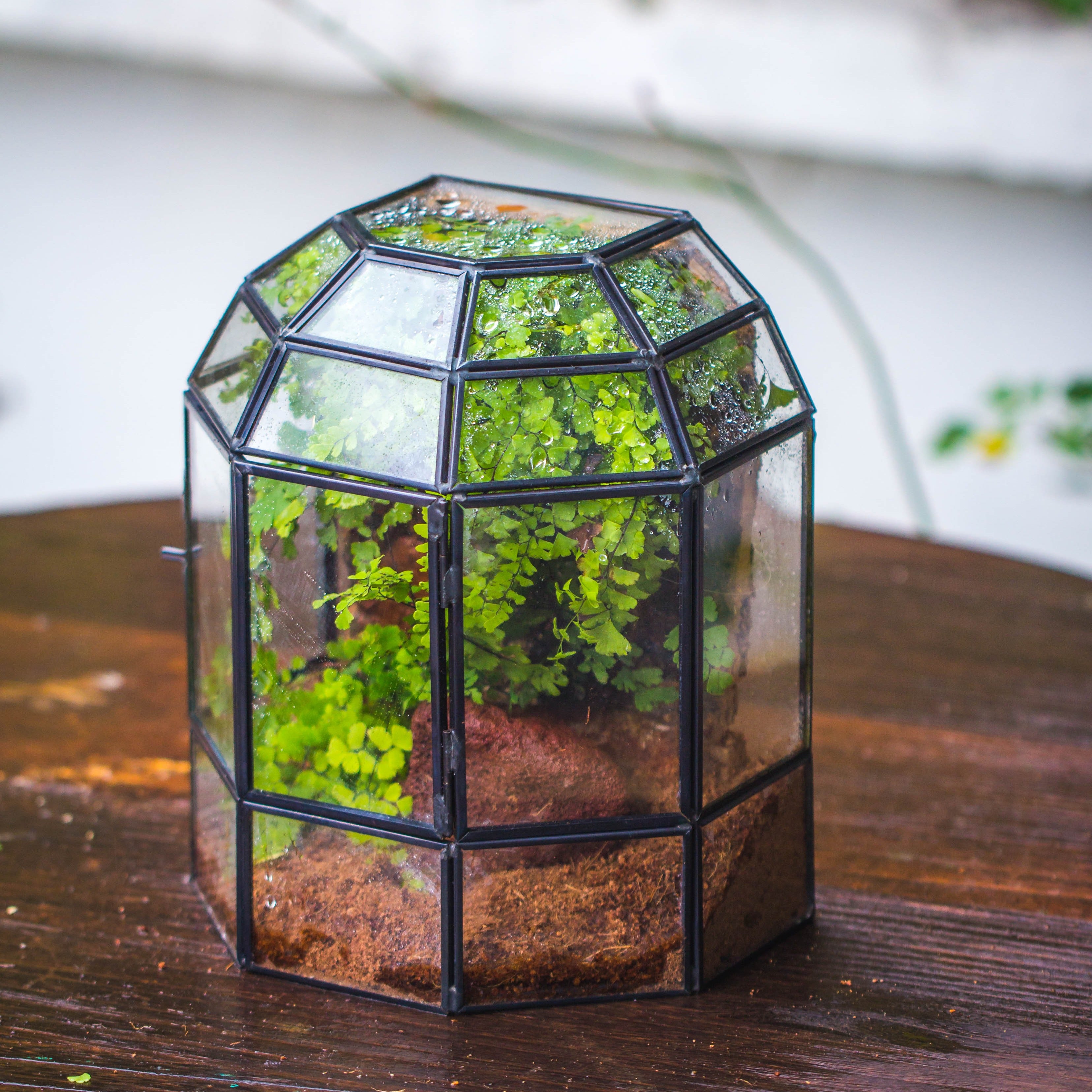 NCYP Half Dome Geometric Glass Terrarium Round, Closed Succulents Planter Pot Miniature Landscape Bonsai Container - NCYPgarden