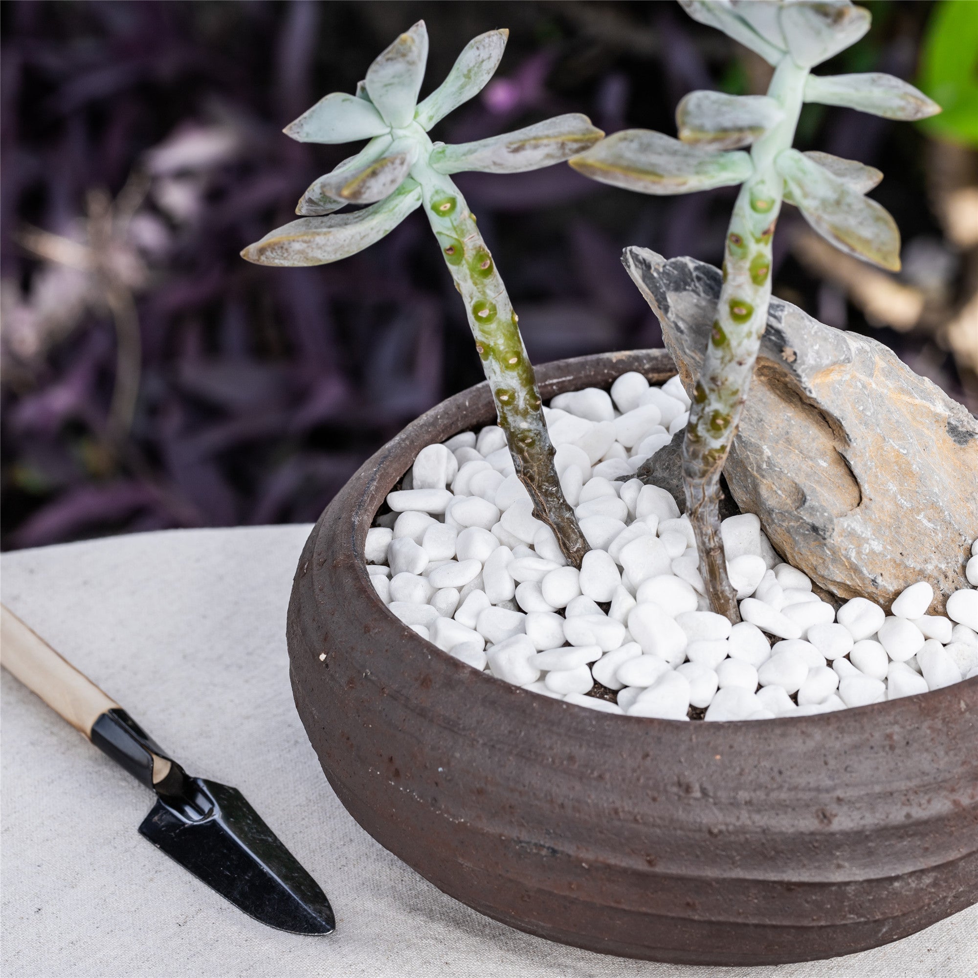 Decorative White Pebble Rocks for Succulents Top Dressing, for Terrarium, Fairy Gardening - NCYPgarden