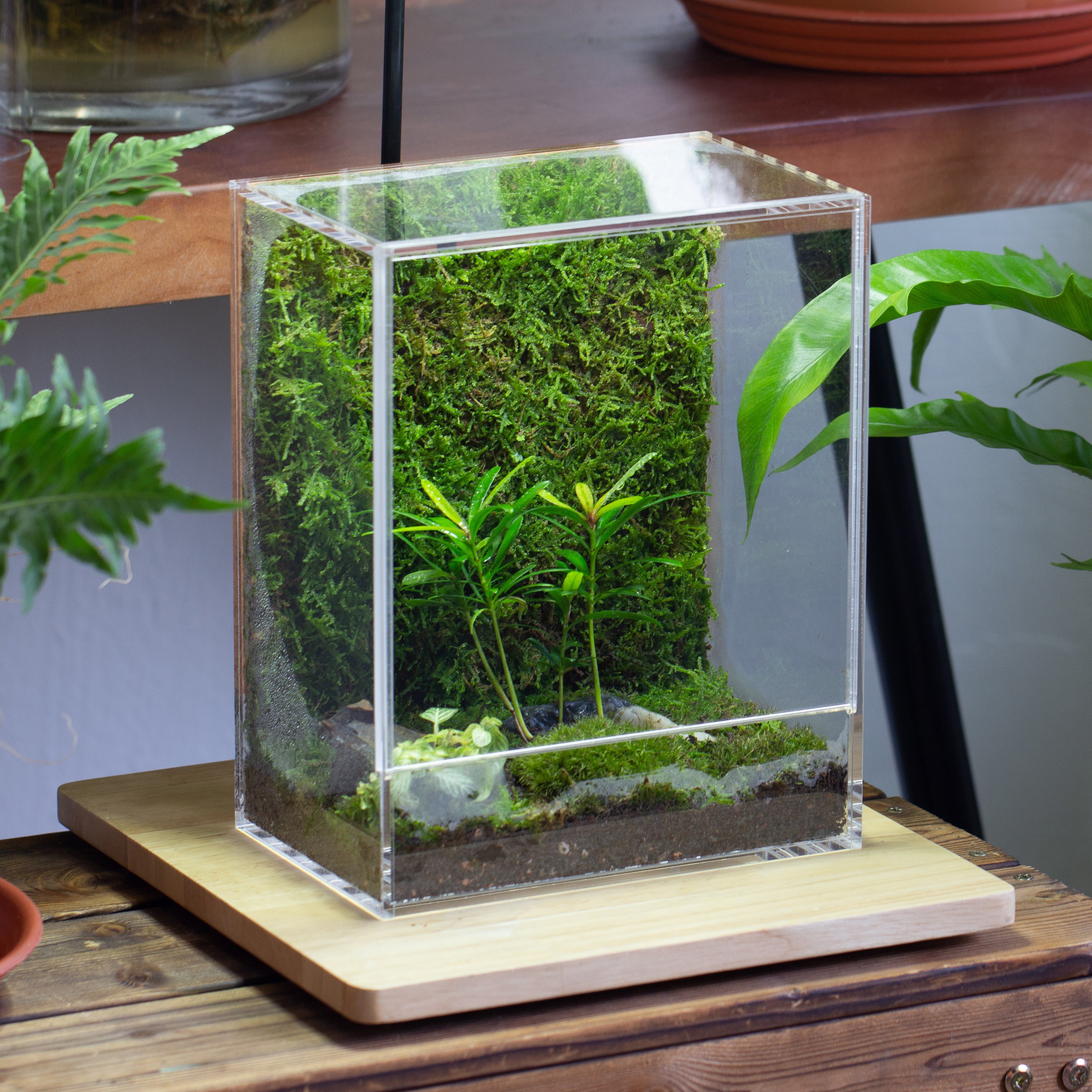 handmade water tight, sealed, enclosed, rectangle acrylic terrarium, fish tank, moss fern terrarium Paludarium Vivarium, no watering - NCYPgarden